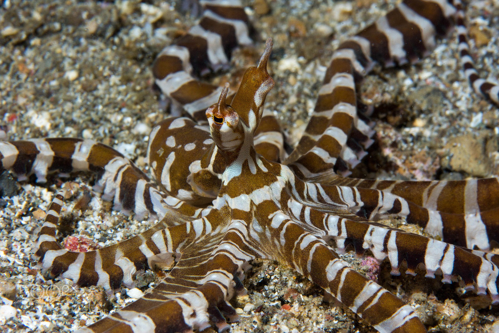 Canon EF 100mm F2.8 Macro USM sample photo. Mimic octopus photography