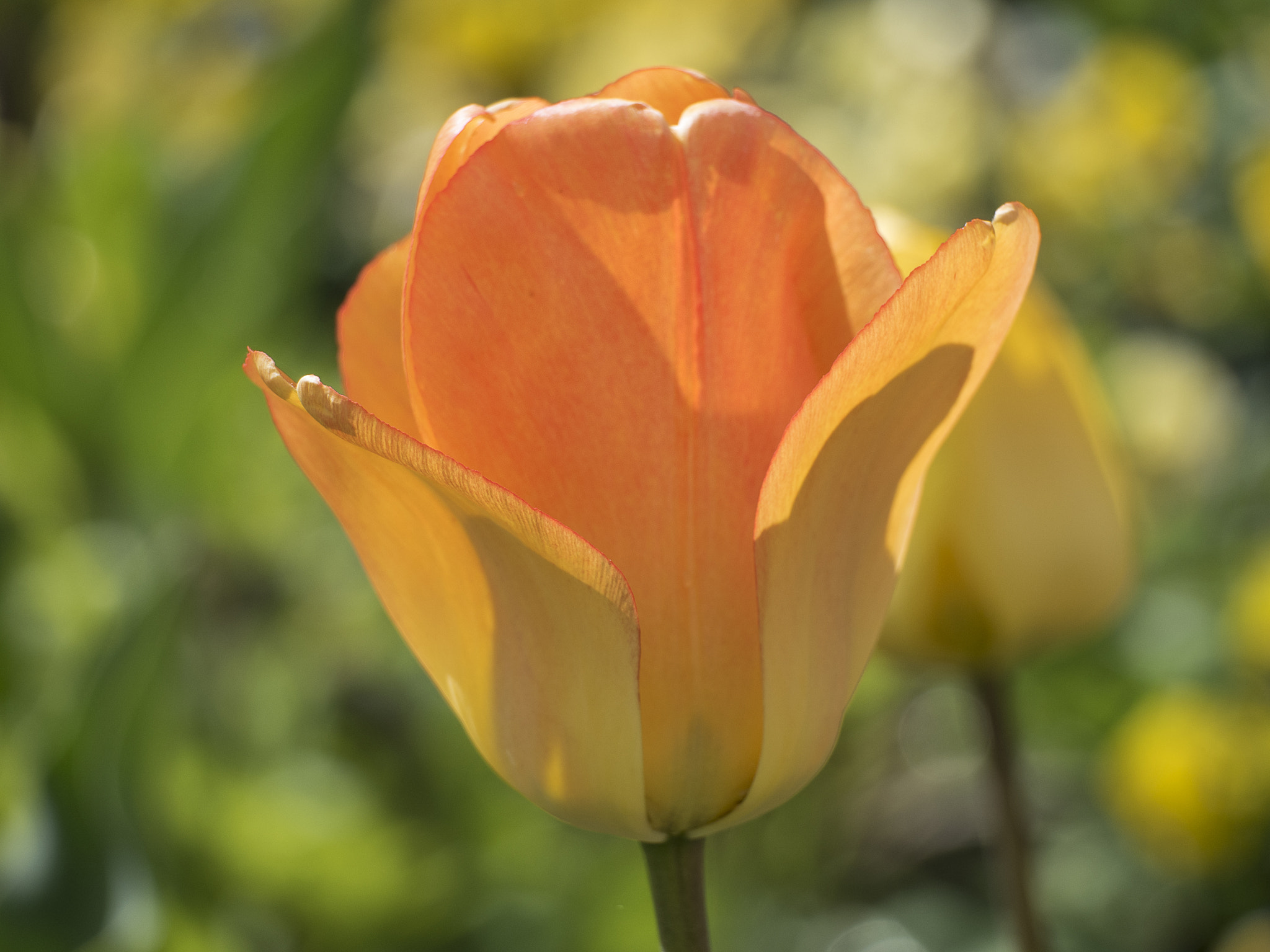 Olympus OM-D E-M5 II + LEICA DG 100-400/F4.0-6.3 sample photo. Orange-yellow tulip photography
