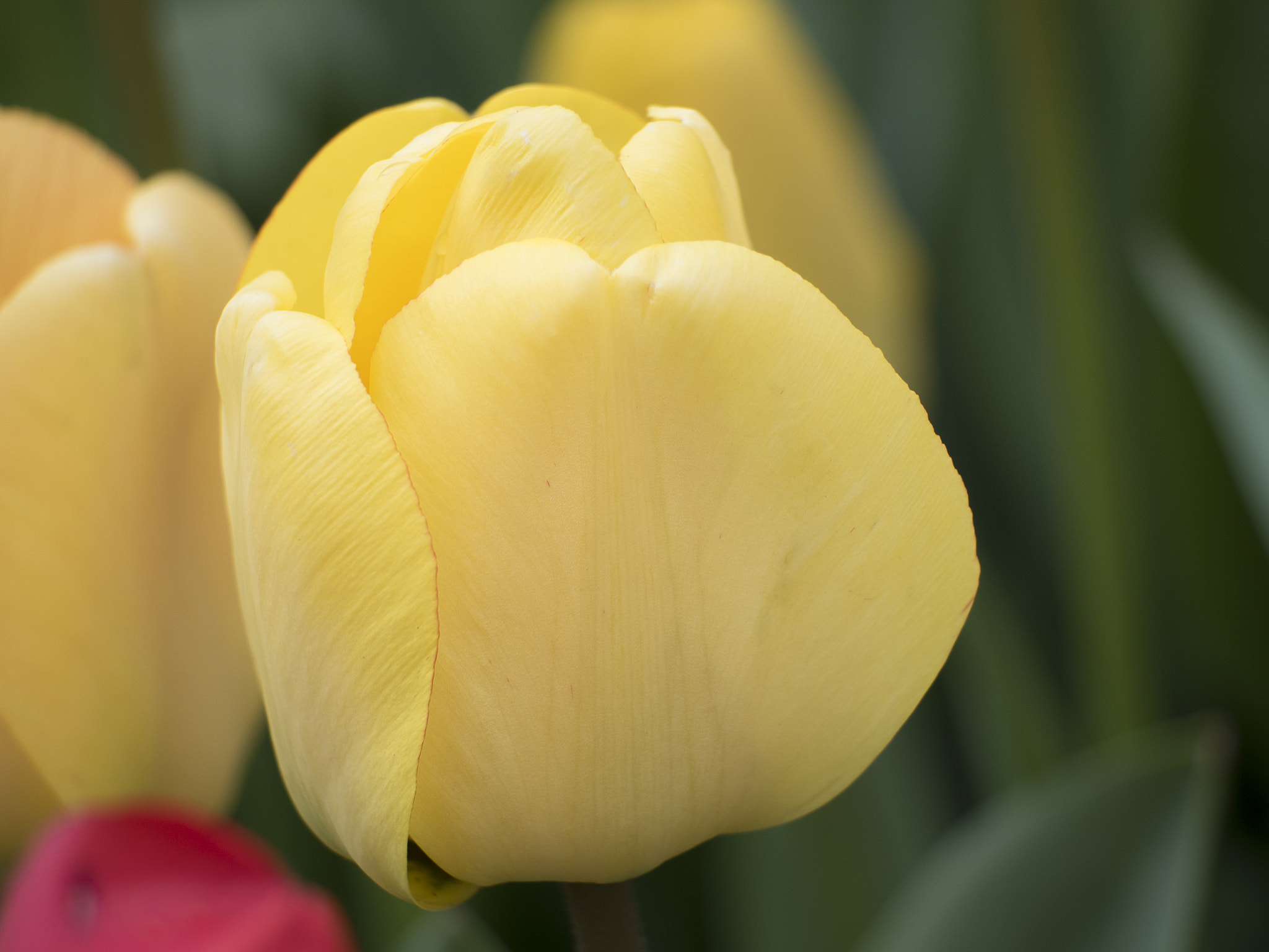 Olympus OM-D E-M5 II + LEICA DG 100-400/F4.0-6.3 sample photo. Yellow beauty tulip photography