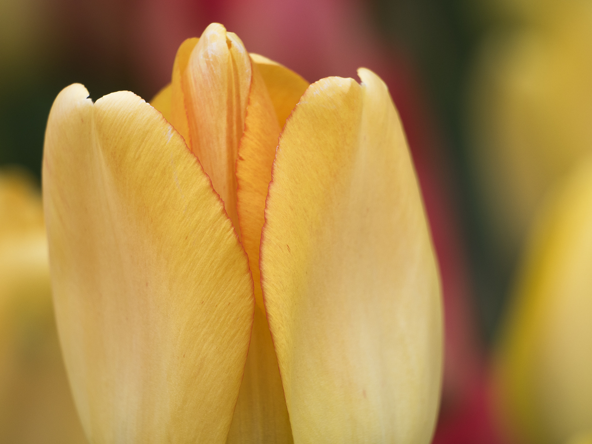 Olympus OM-D E-M5 II + LEICA DG 100-400/F4.0-6.3 sample photo. Translucent yellow tulip photography