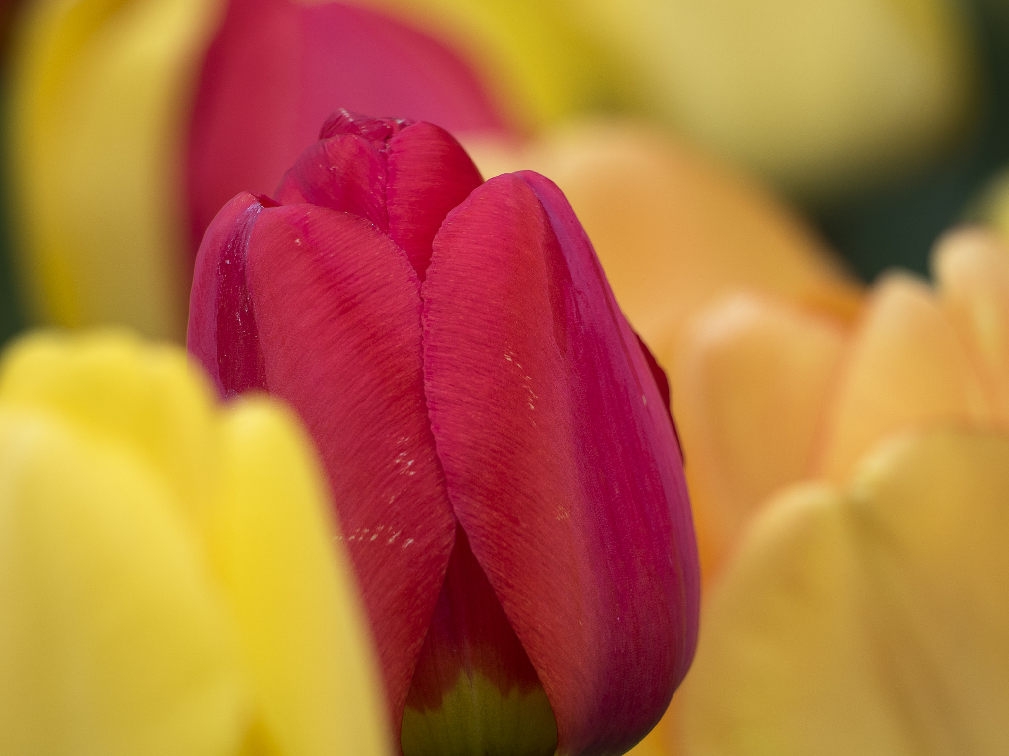 Olympus OM-D E-M5 II + LEICA DG 100-400/F4.0-6.3 sample photo. Silky red tulip photography