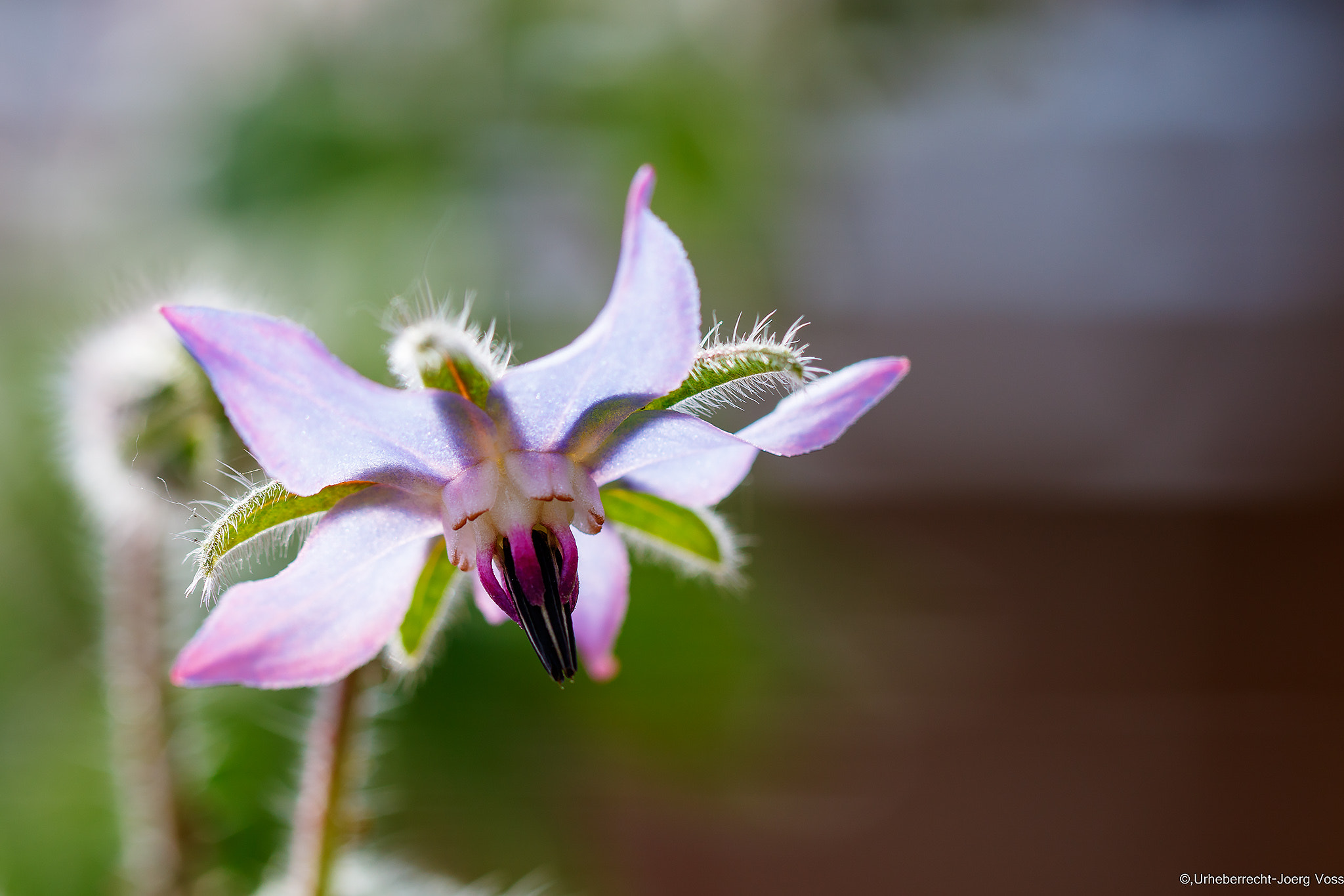 Canon EF 100mm F2.8L Macro IS USM sample photo. Details photography