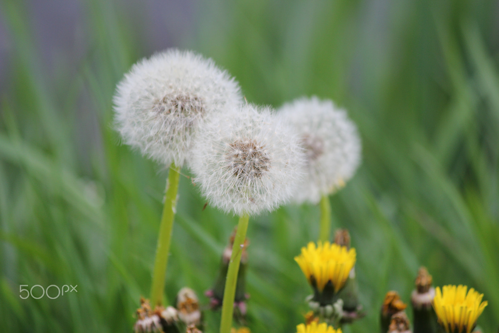 Canon EF-S 55-250mm F4-5.6 IS sample photo. Figured flower photography