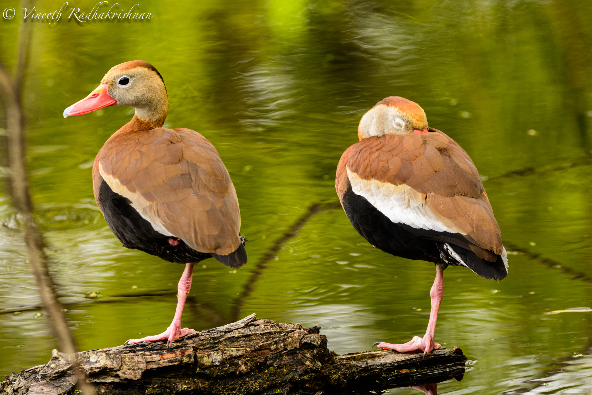 Nikon D7100 + Sigma 150-600mm F5-6.3 DG OS HSM | C sample photo. She slept off early :| photography