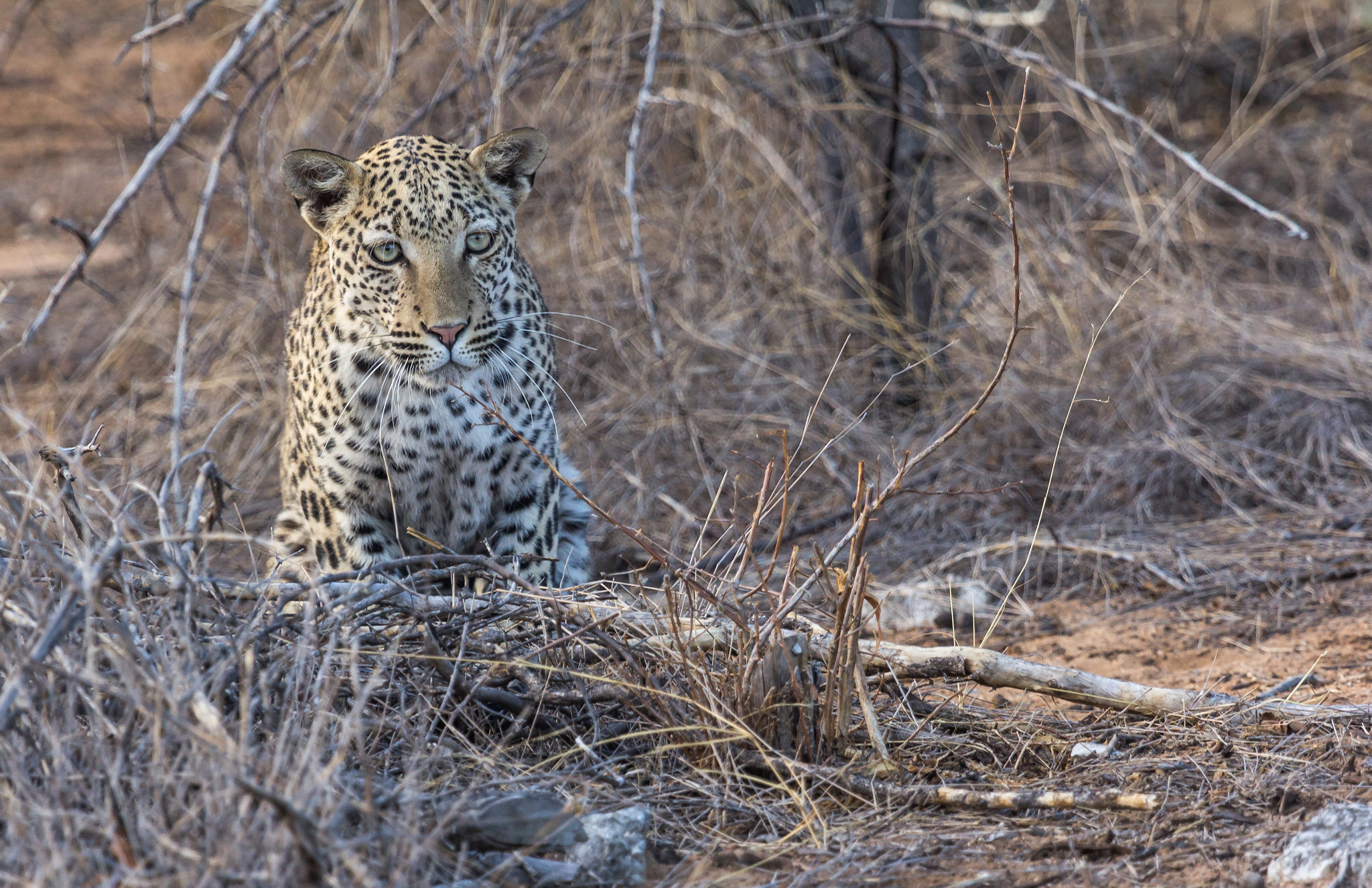 Canon EOS 60D + Canon EF 100-400mm F4.5-5.6L IS USM sample photo. Leopard photography