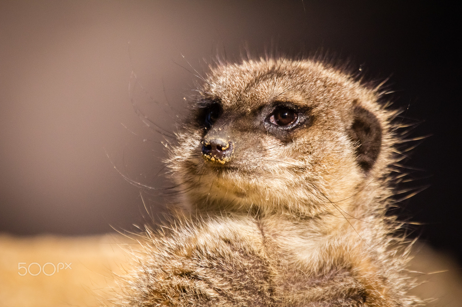 Canon EF 100-400mm F4.5-5.6L IS USM sample photo. Suricate on the alert photography
