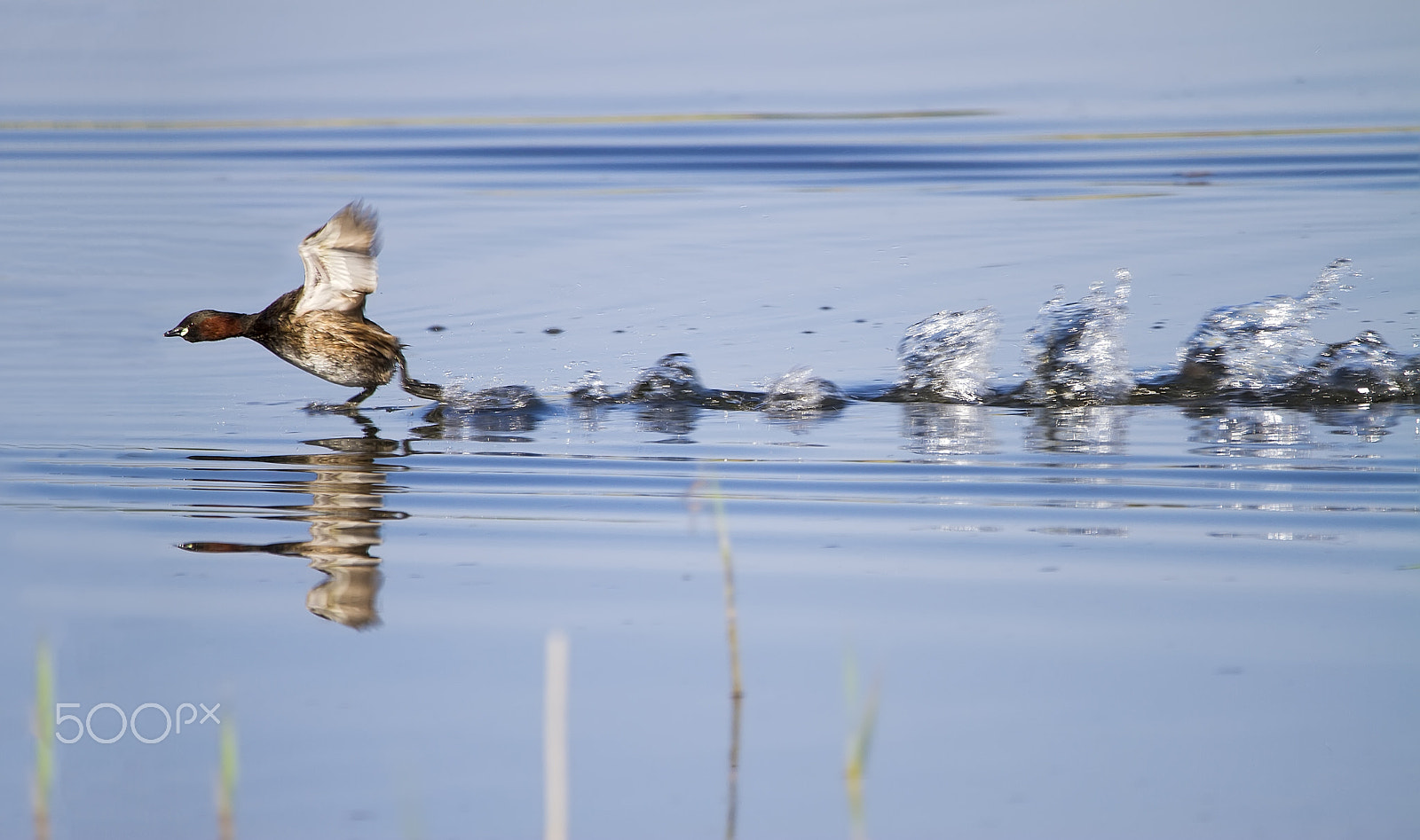 150-600mm F5-6.3 DG OS HSM | Contemporary 015 sample photo. Speed photography