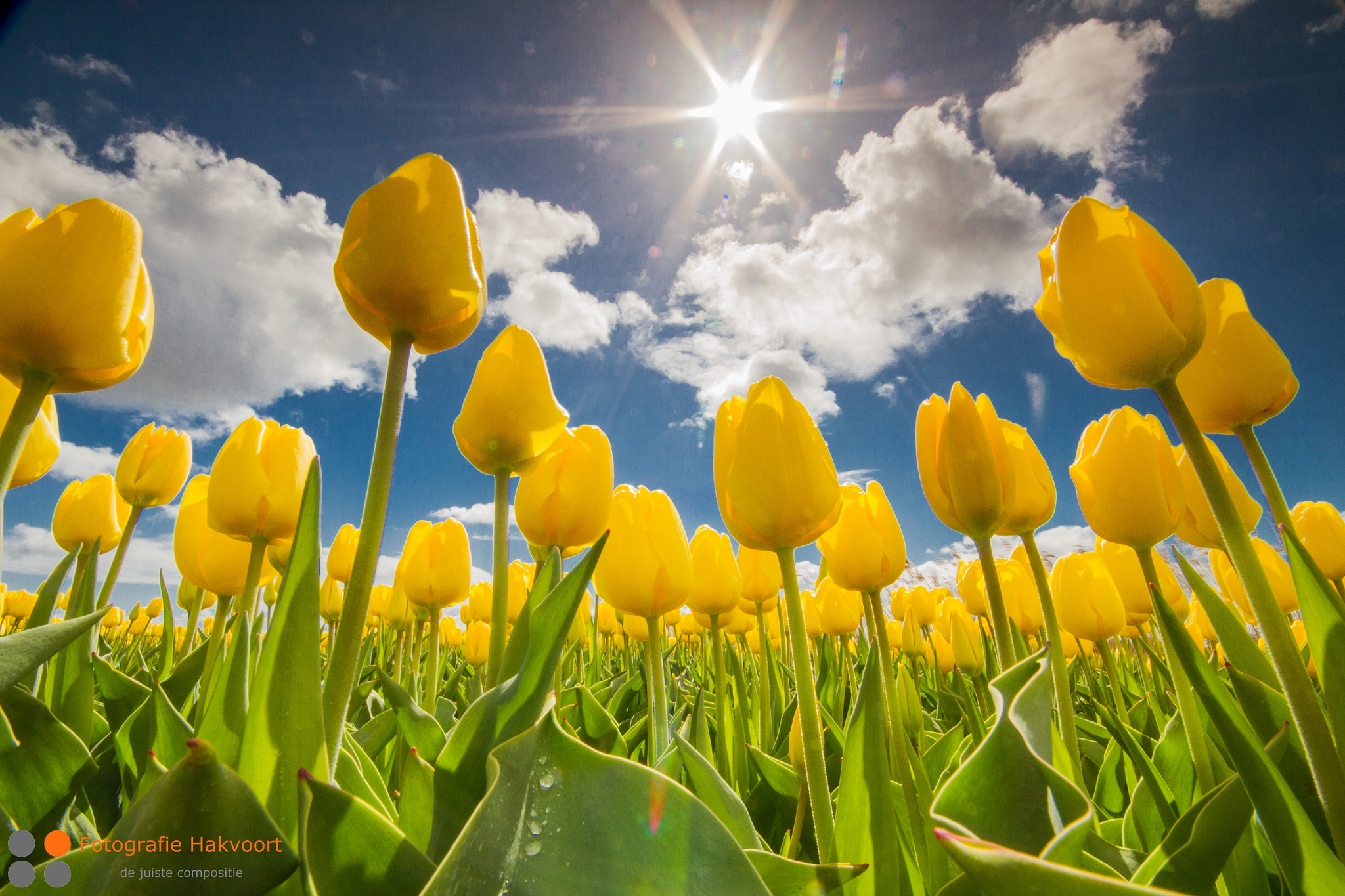 Canon EOS 7D + Sigma 10-20mm F4-5.6 EX DC HSM sample photo. Tulpen photography