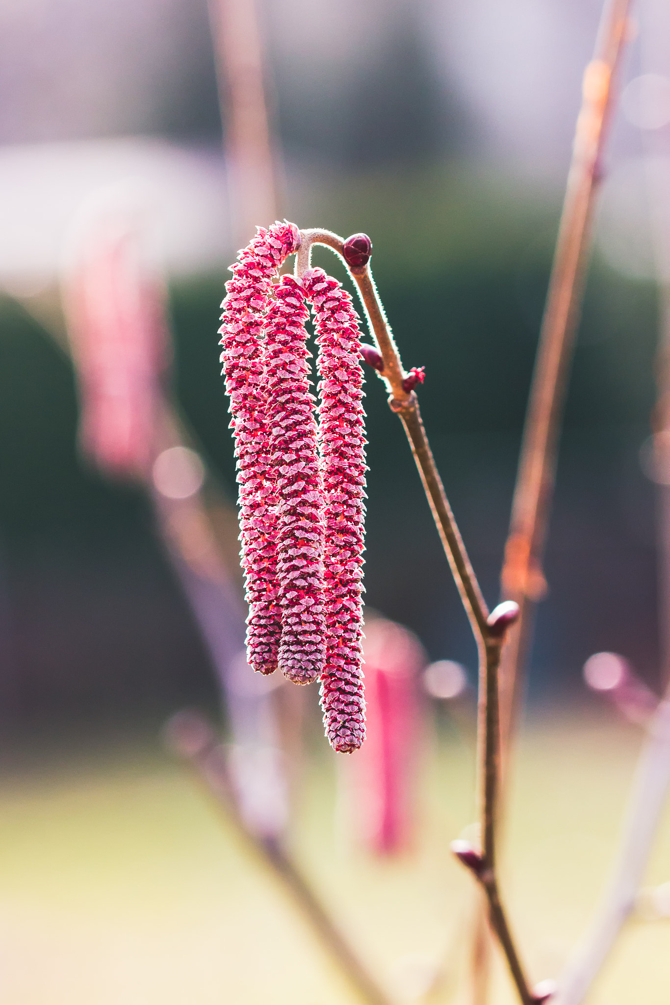 Sigma 105mm F2.8 EX DG OS HSM sample photo. Birch-tree blossom photography