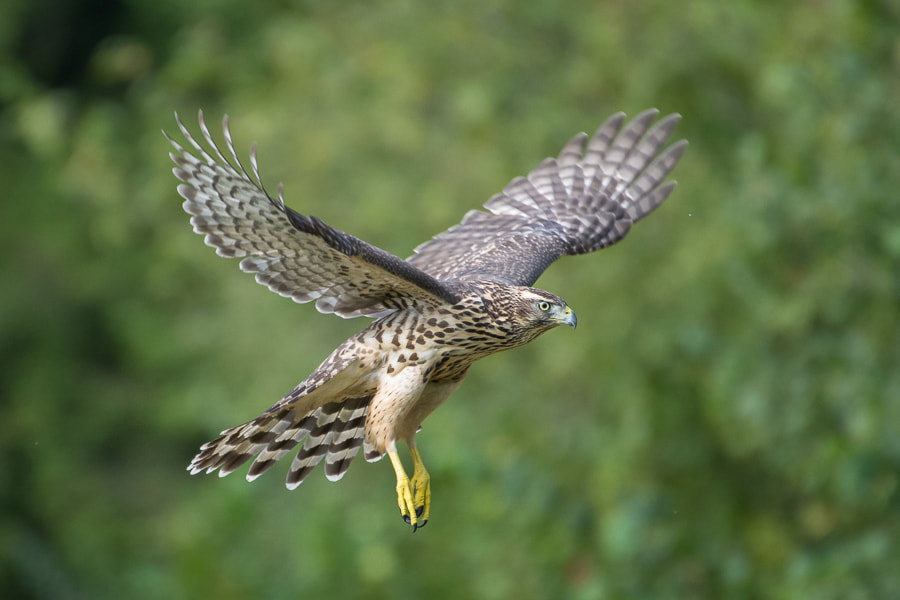 Nikon AF-S Nikkor 200-500mm F5.6E ED VR sample photo. Northern goshawk photography