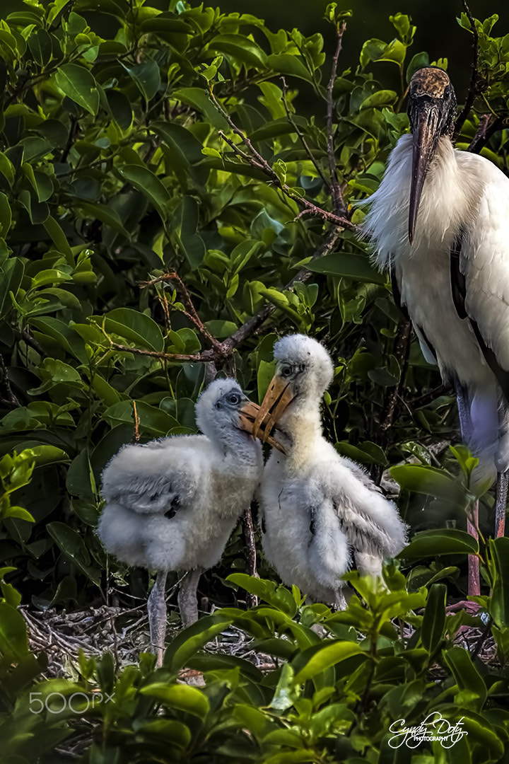 150-600mm F5-6.3 DG OS HSM | Contemporary 015 sample photo. Now, children... photography