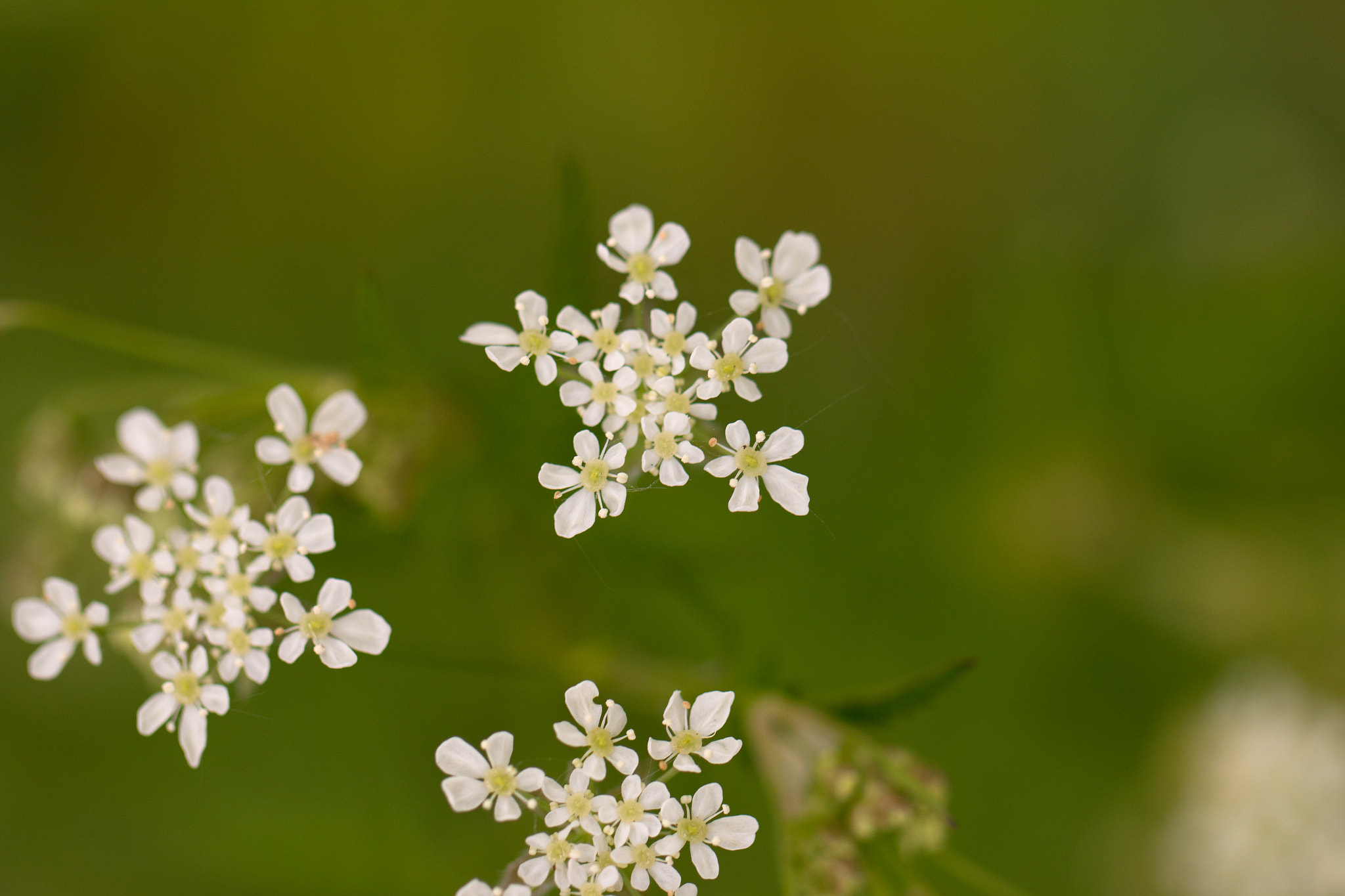 Canon EF 100mm F2.8L Macro IS USM sample photo. Miniflowers photography
