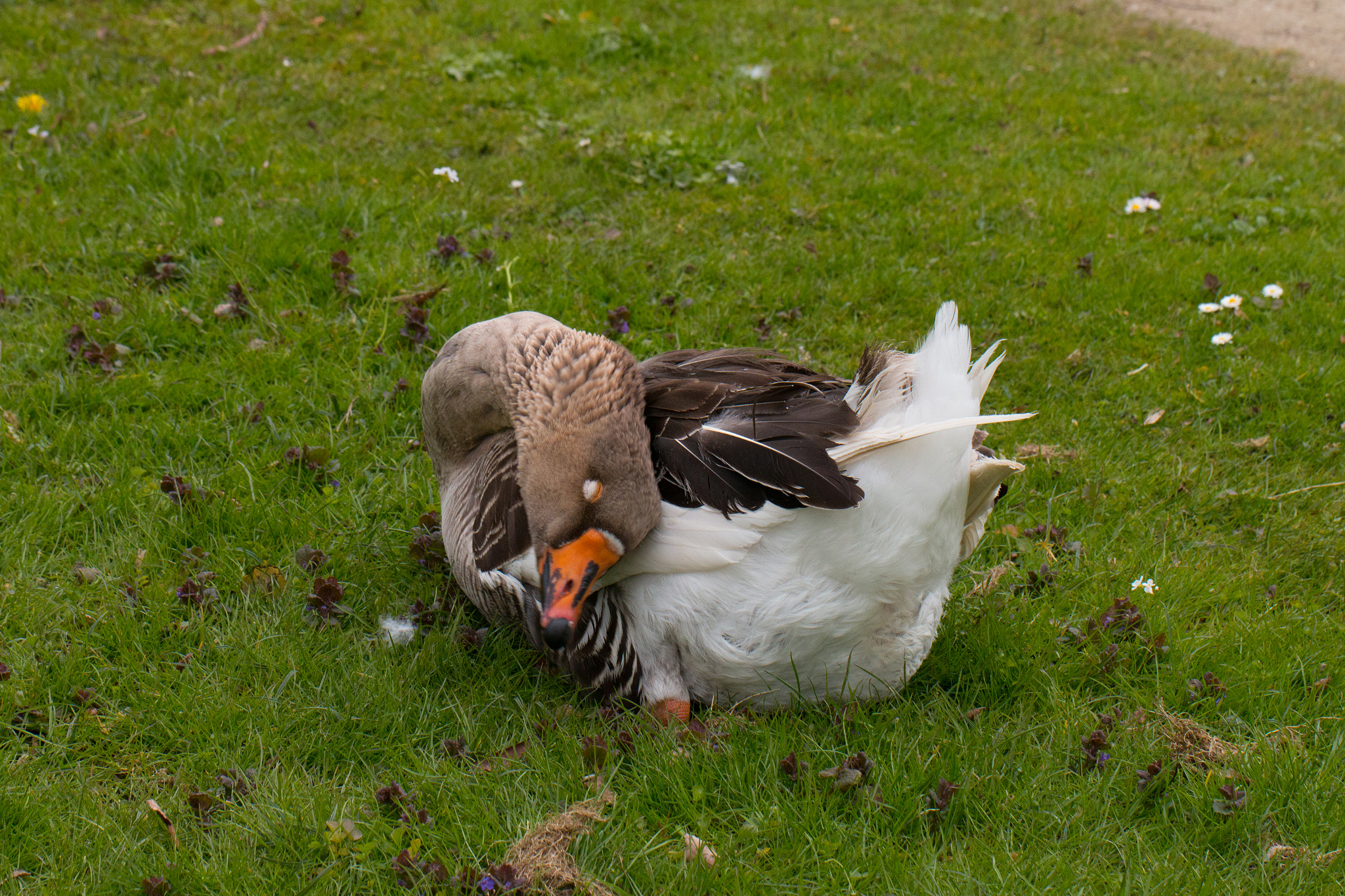 Canon EF 100mm F2.8L Macro IS USM sample photo. Goose photography