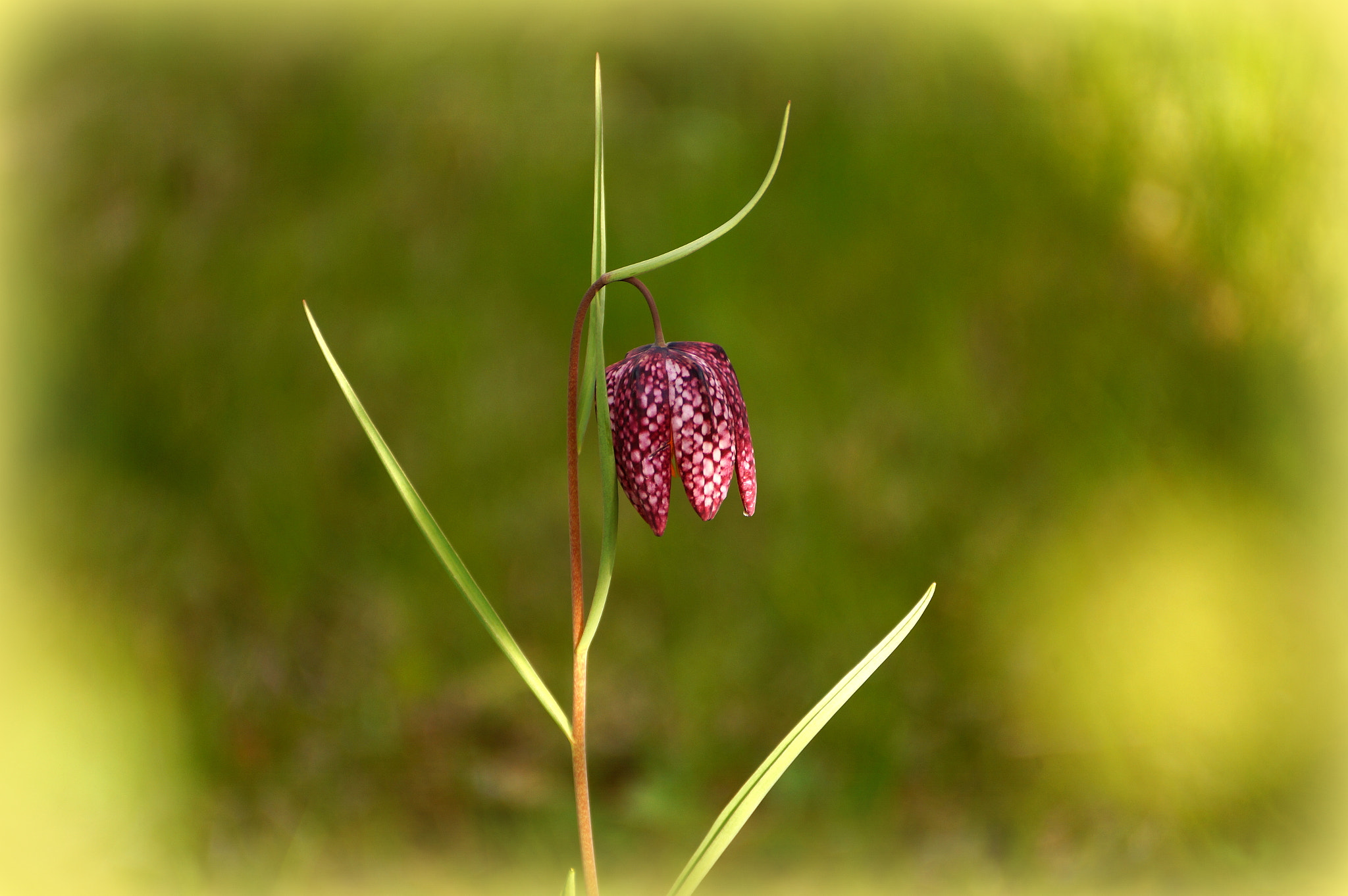 Sony DT 55-300mm F4.5-5.6 SAM sample photo. Fritillaria meleagris photography