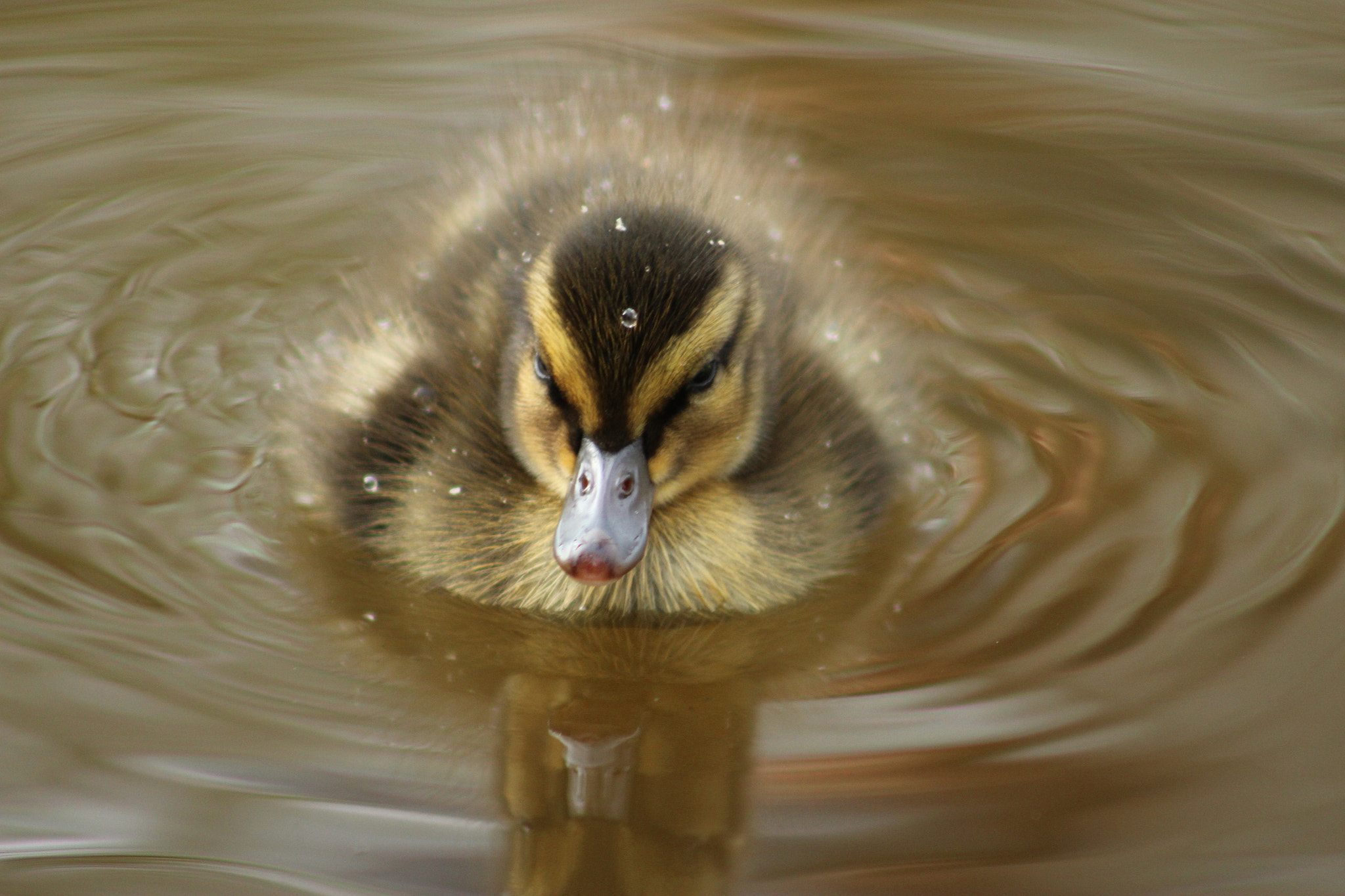 Canon EF 75-300mm f/4-5.6 USM sample photo. New life photography