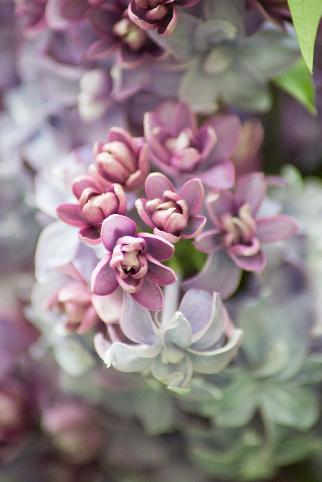 Nikon D600 sample photo. Day 13 photography
