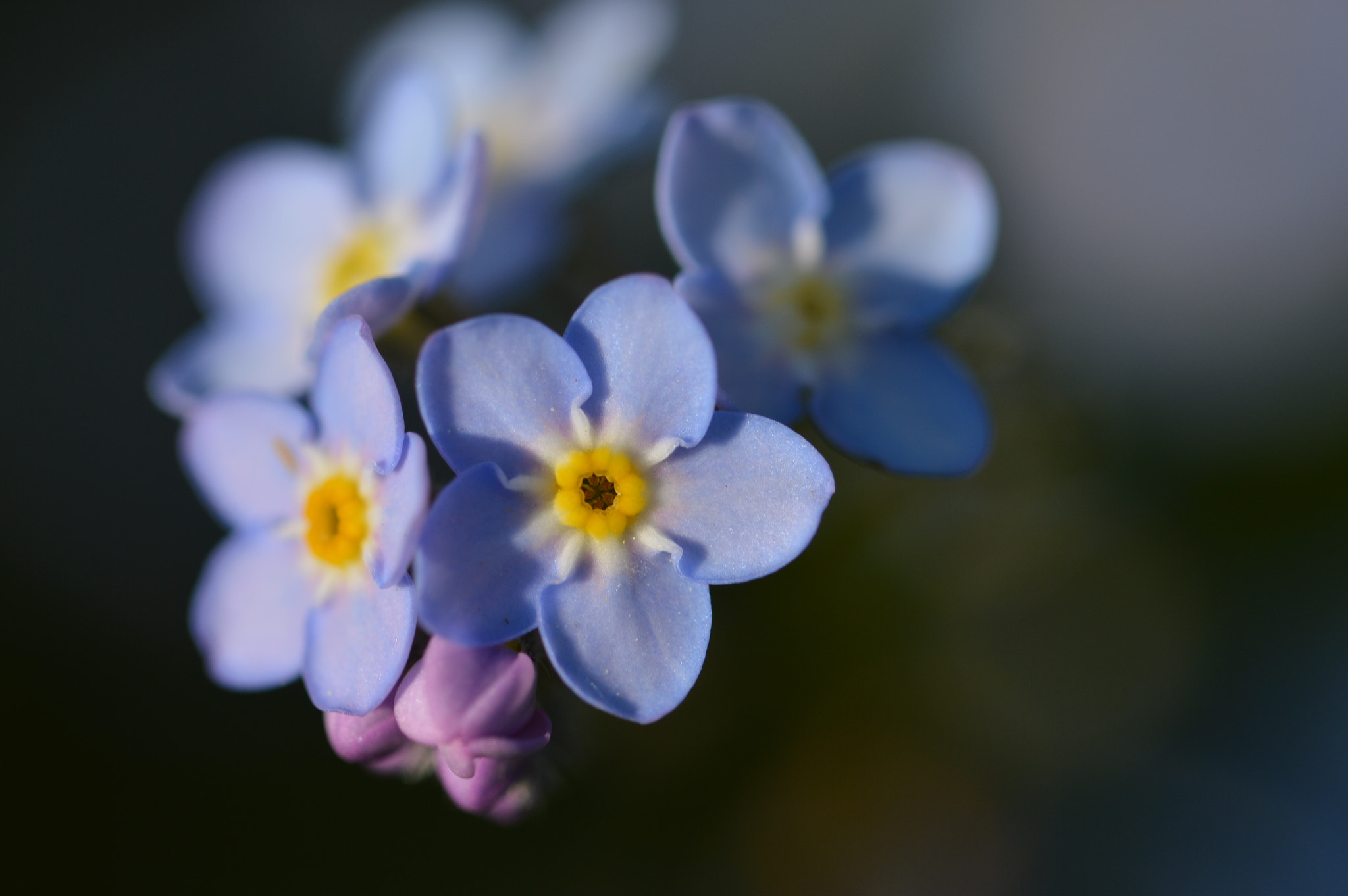 Nikon D3200 sample photo. Fieur bleue photography