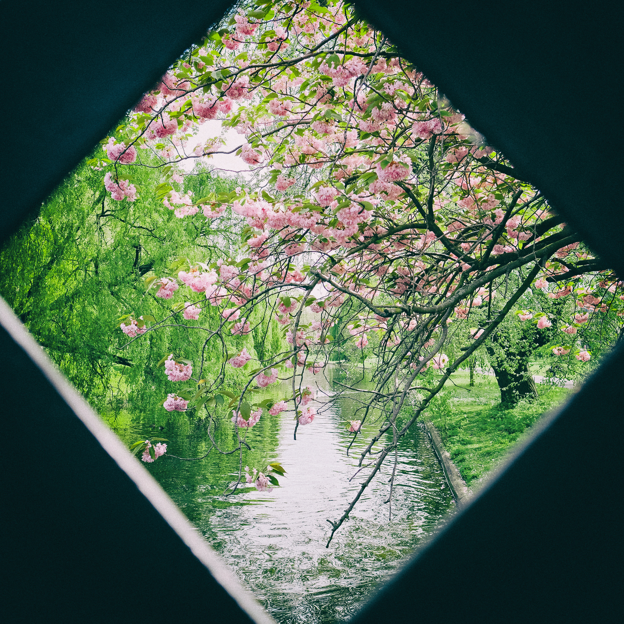 Fujifilm X-T10 sample photo. Diamond cherry blossoms photography