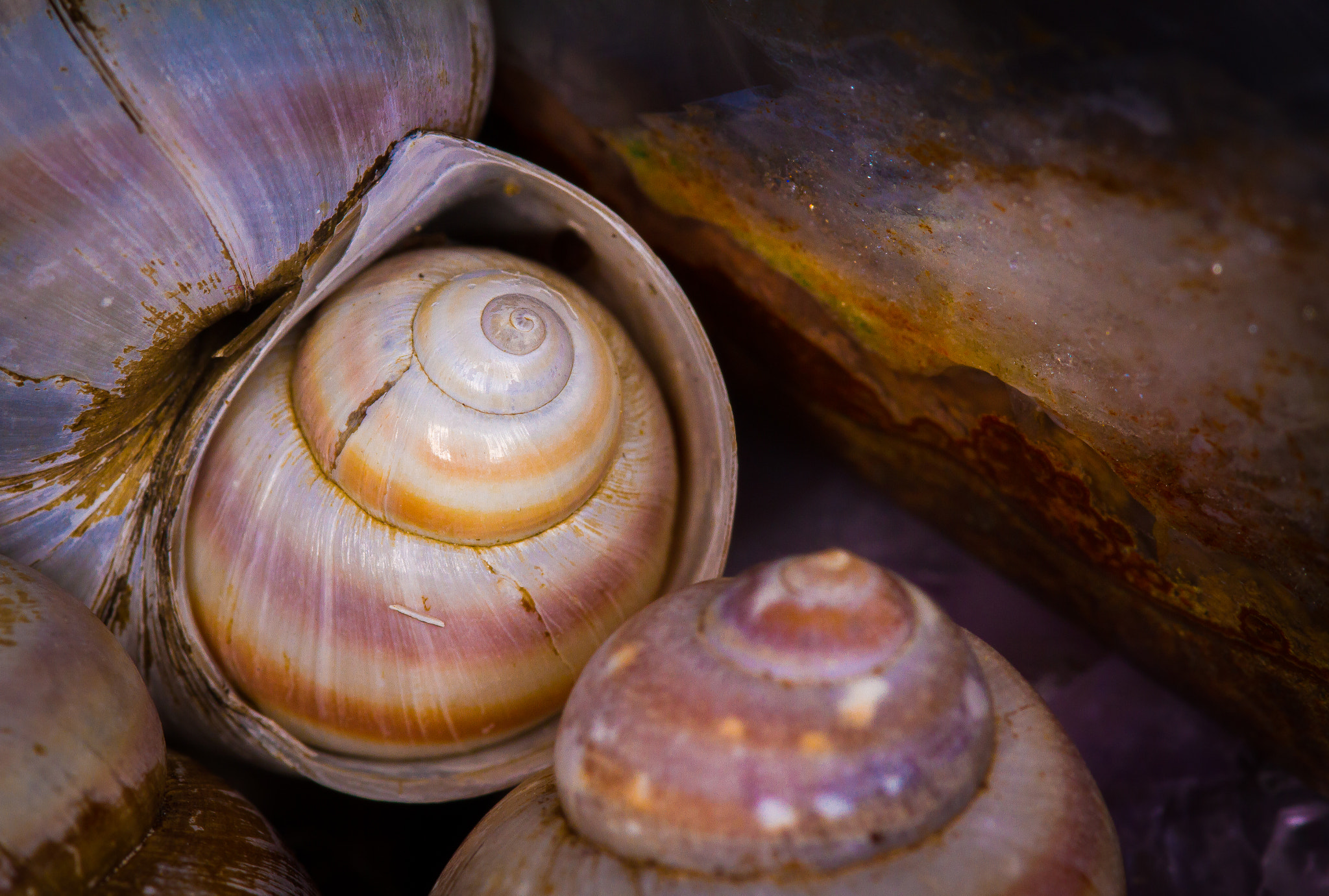 Sigma 105mm F2.8 EX DG OS HSM sample photo. Under a stone photography