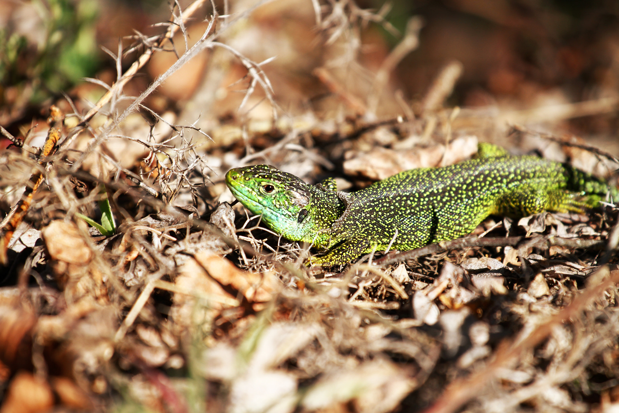 Canon EOS 7D sample photo. Sunbathe... photography