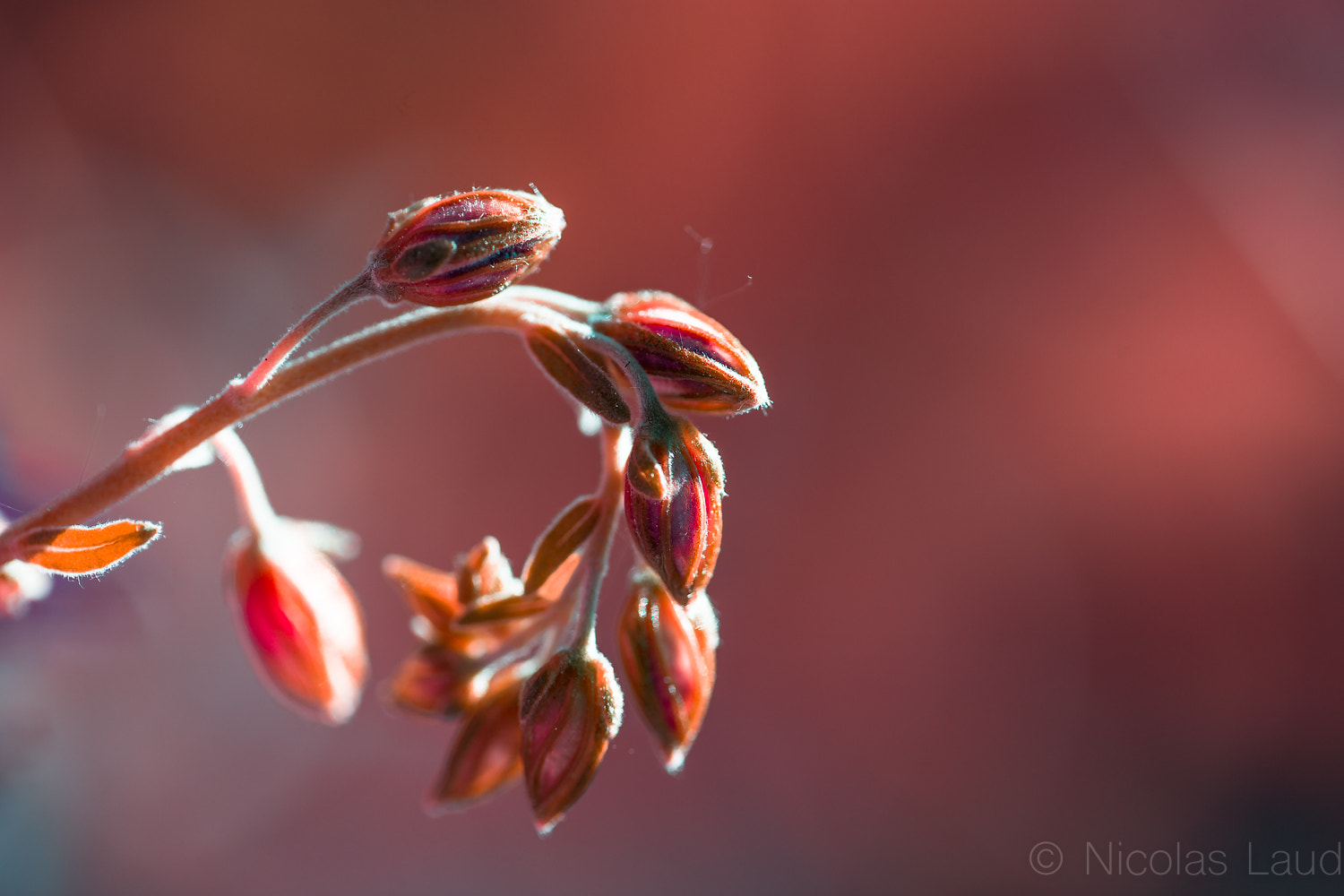 Canon EF 100mm F2.8L Macro IS USM sample photo. Before flowering photography