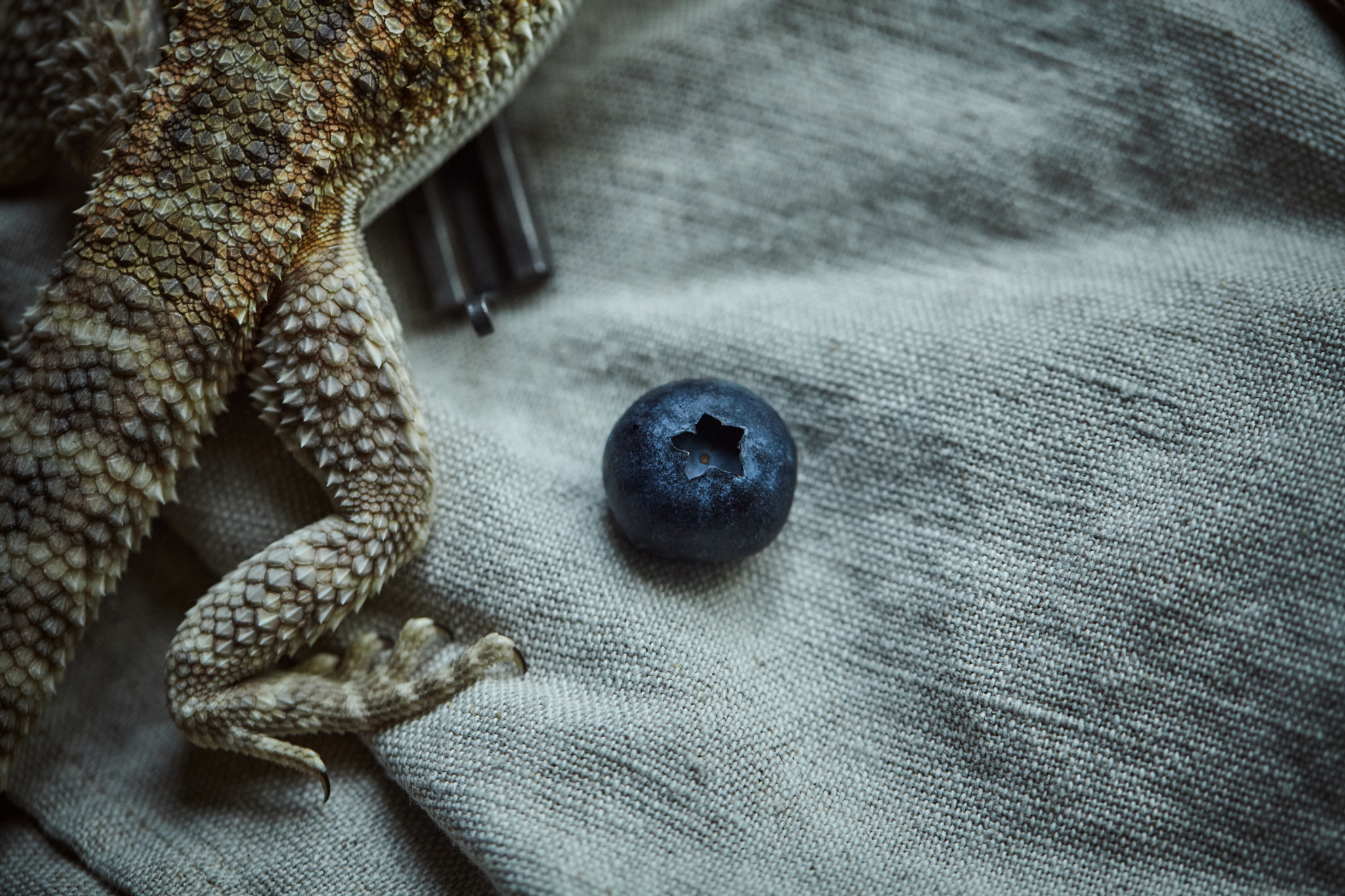 Canon EF 100mm F2.8L Macro IS USM sample photo. Ulsei photography
