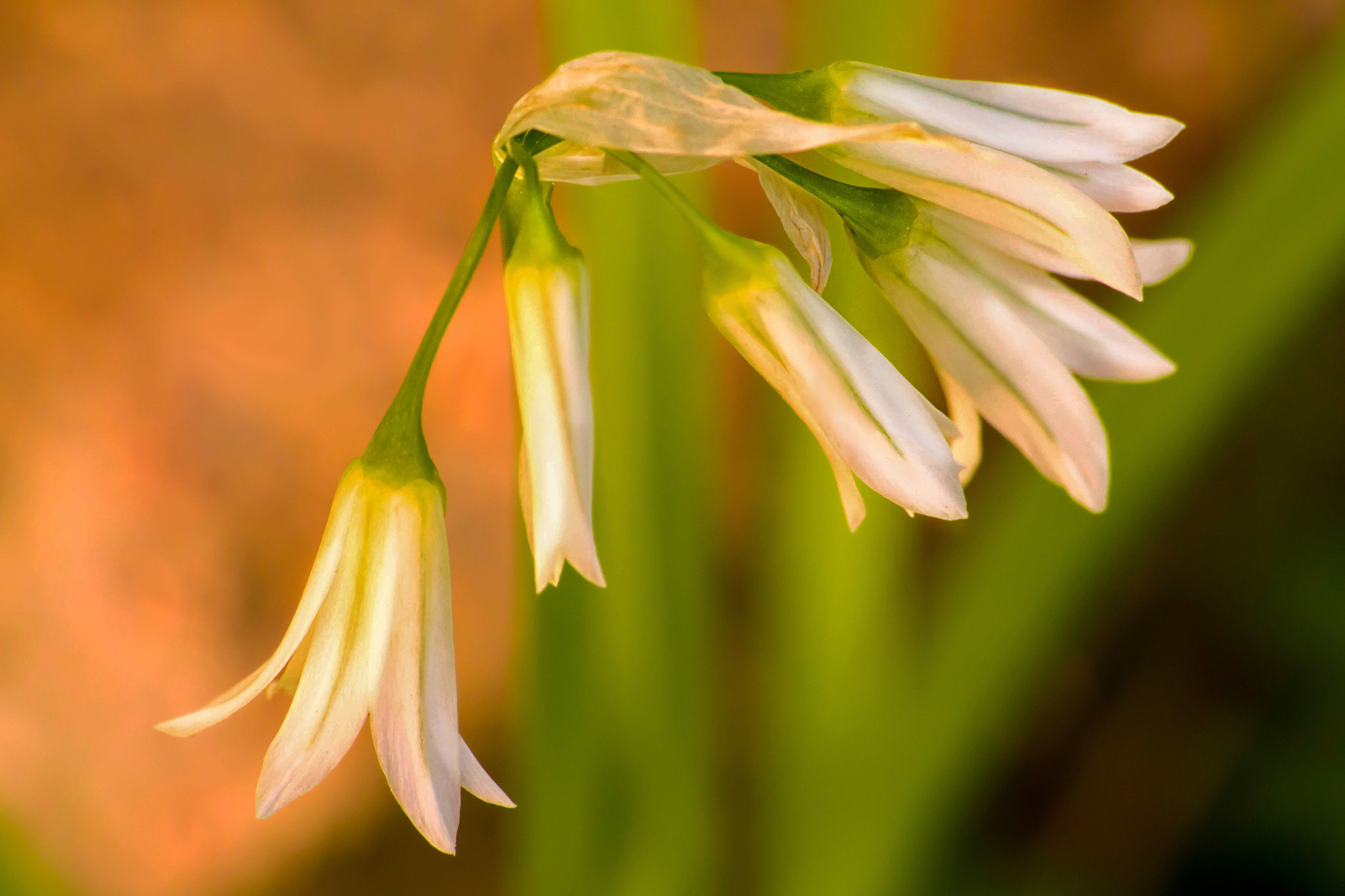 Sigma 70-300mm F4-5.6 APO DG Macro sample photo. Fiori di campo photography