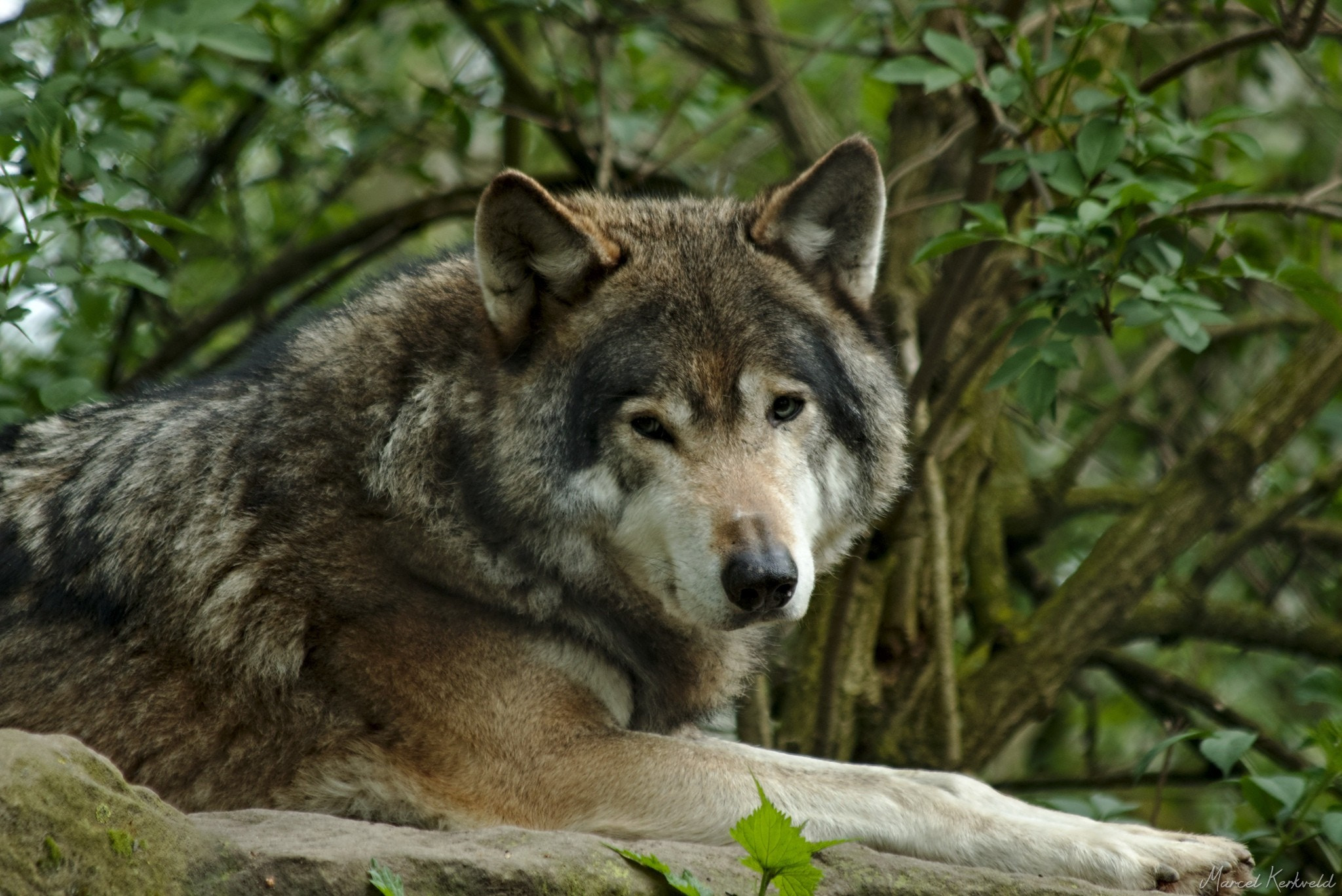 Canon EF 70-300mm F4-5.6 IS USM sample photo. Relaxed wolf photography