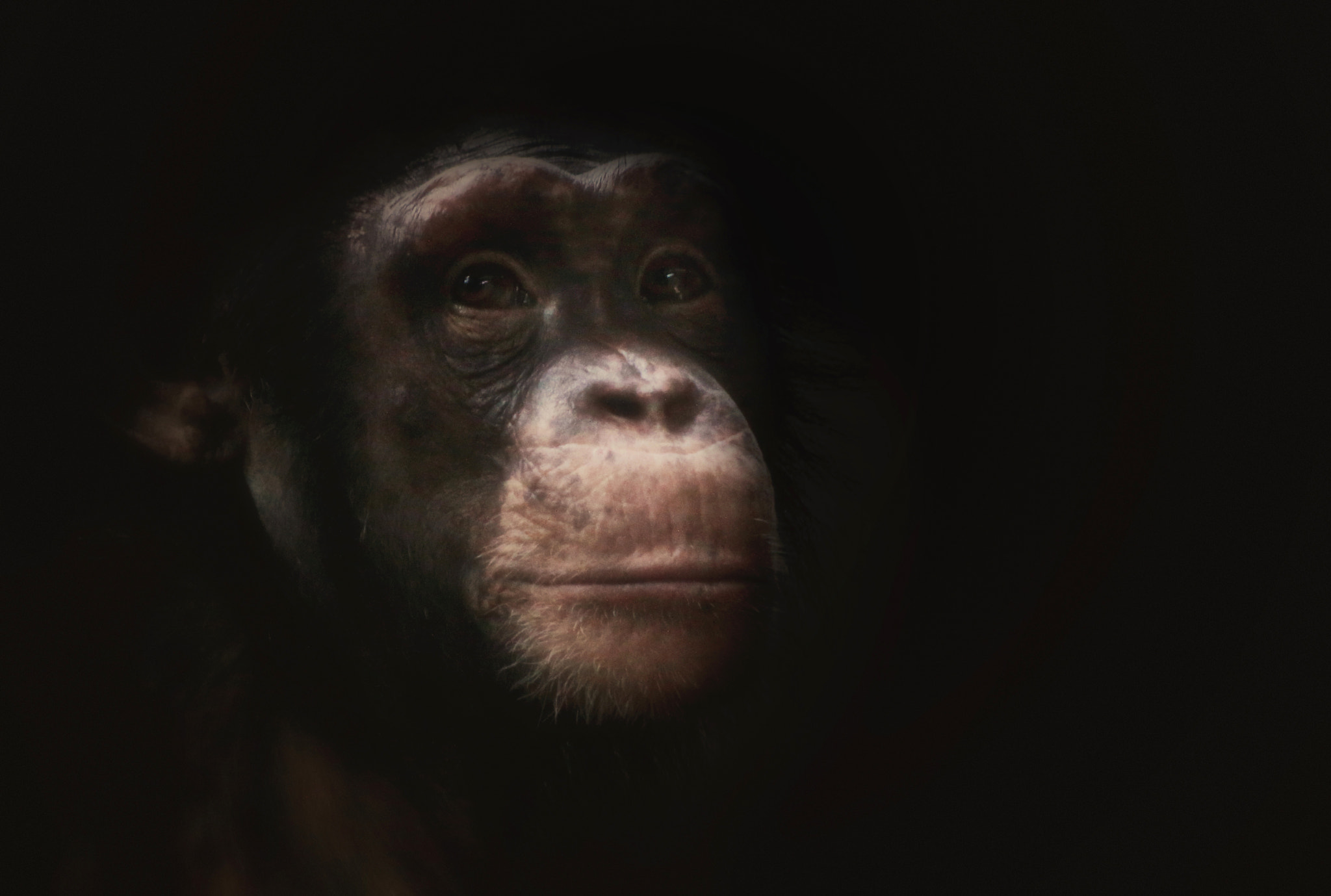 Canon EOS 70D + EF75-300mm f/4-5.6 sample photo. Chimpanzee photography