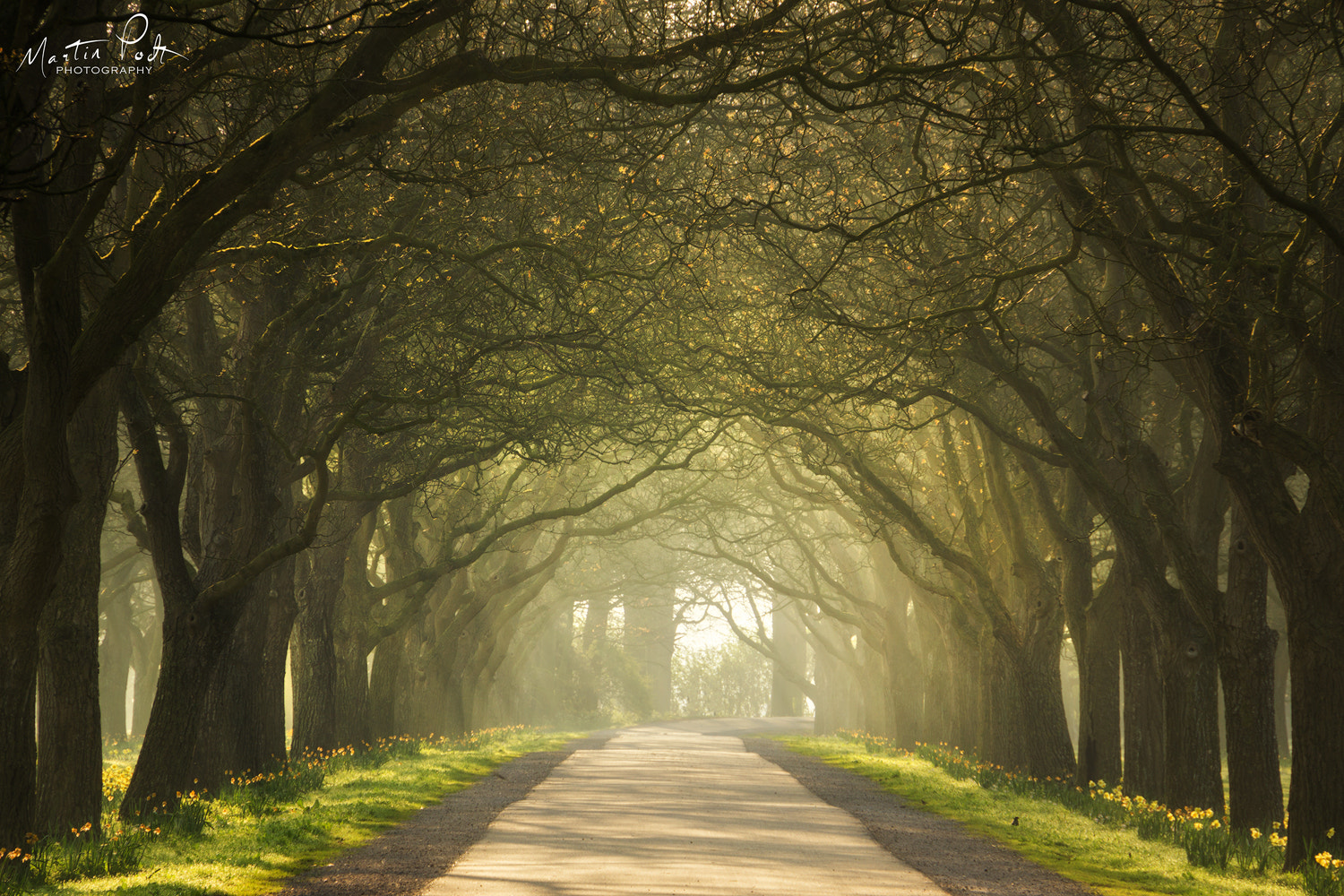 Sony E 18-200mm F3.5-6.3 OSS sample photo. The dutch hedges photography