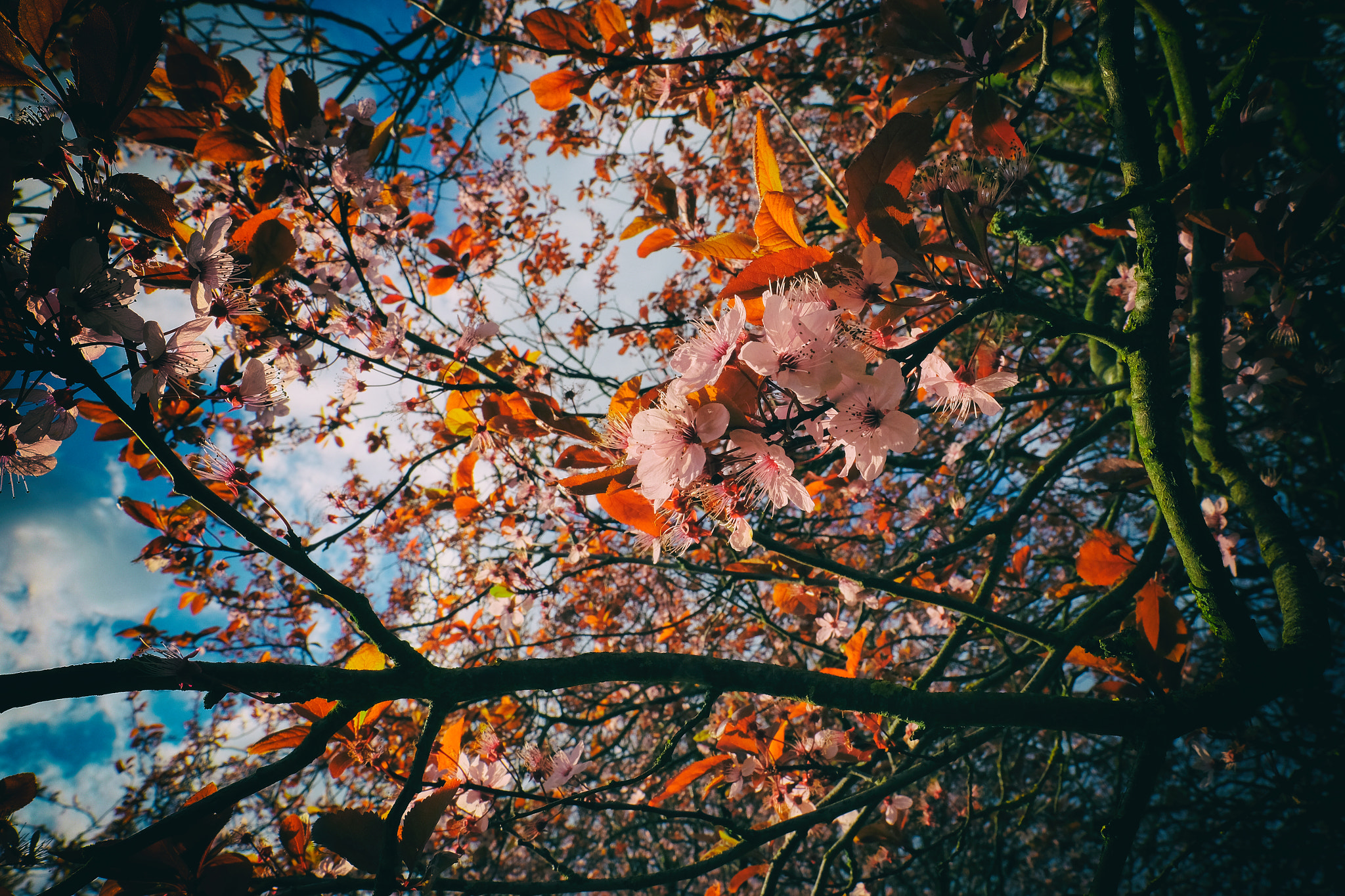 Fujifilm X-T10 + Fujifilm XF 16mm F1.4 R WR sample photo. Cherry blossom photography