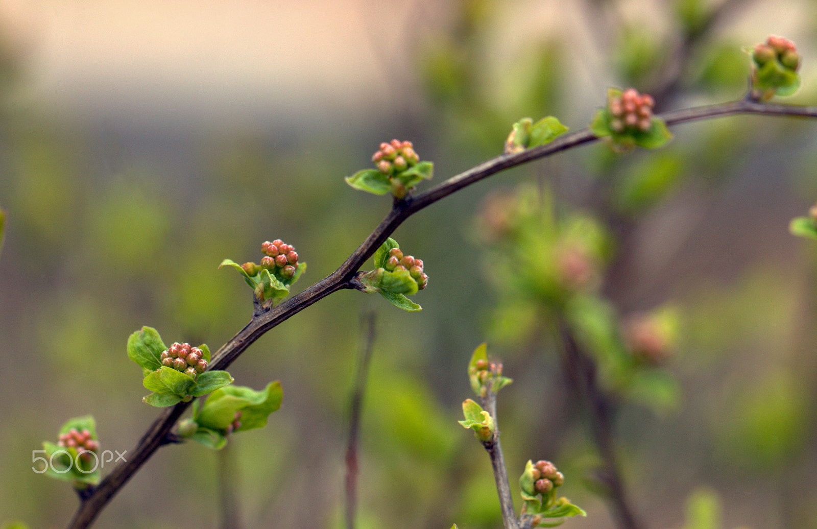 Canon EF 100mm F2.8L Macro IS USM sample photo. Spiraea buds photography