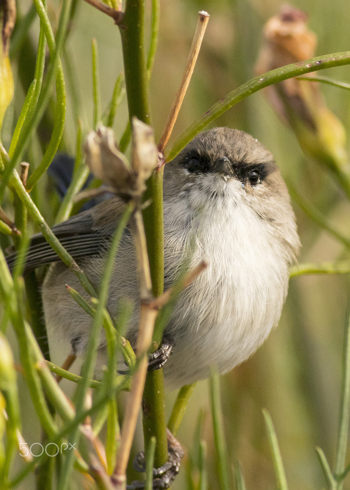 Canon EOS 80D + Canon EF 400mm F5.6L USM sample photo. Watching you photography