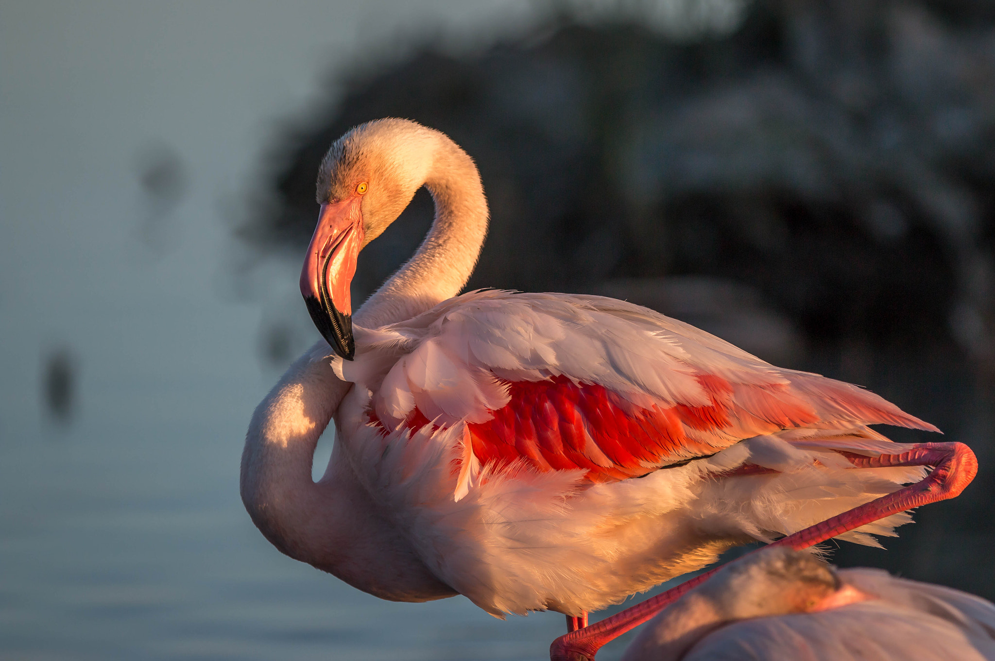 Canon EF 300mm F2.8L IS USM sample photo. Flamant au coucher du soleil photography