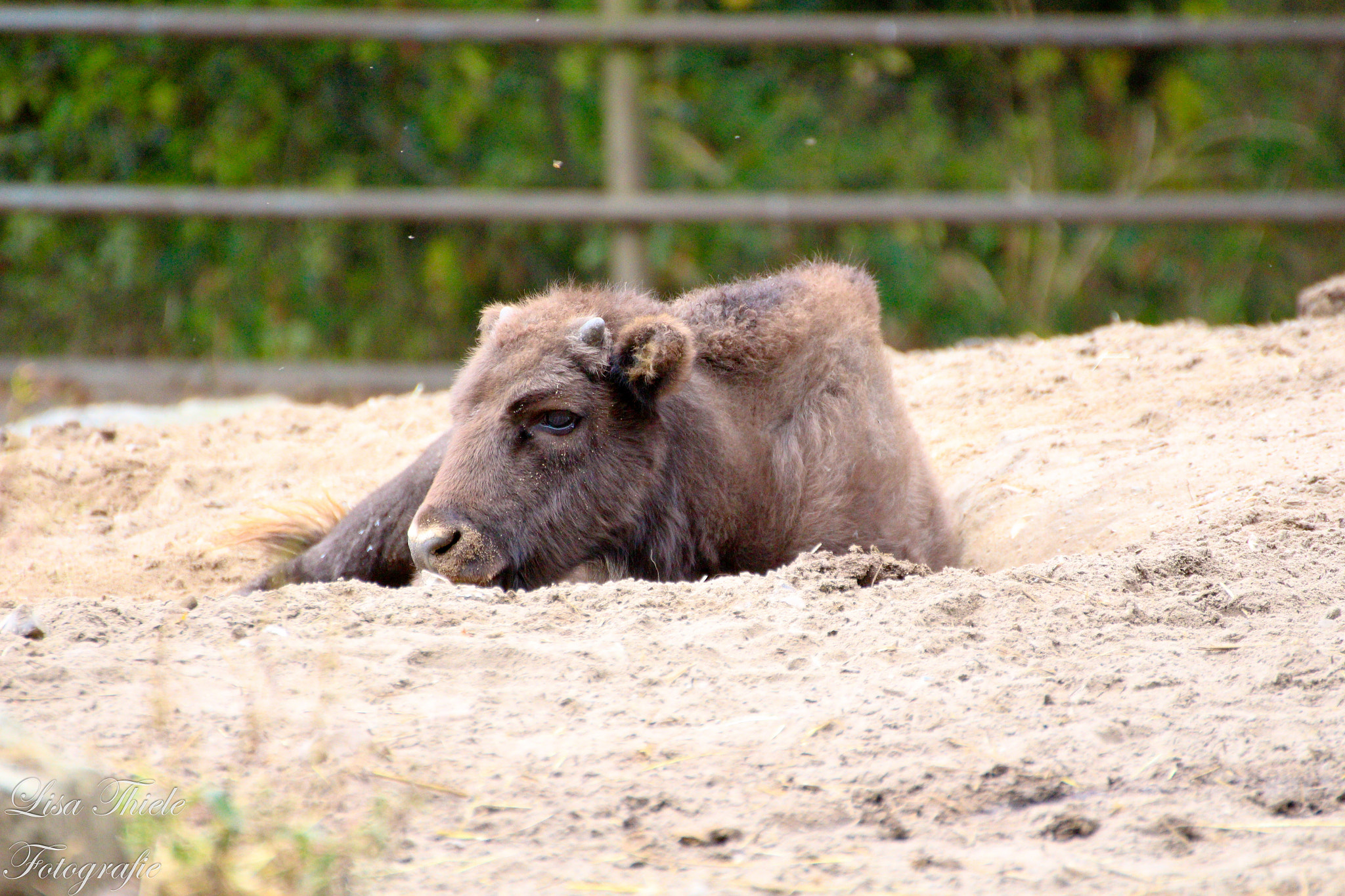 Canon EOS 700D (EOS Rebel T5i / EOS Kiss X7i) + Tamron SP 35mm F1.8 Di VC USD sample photo. Cow baby photography