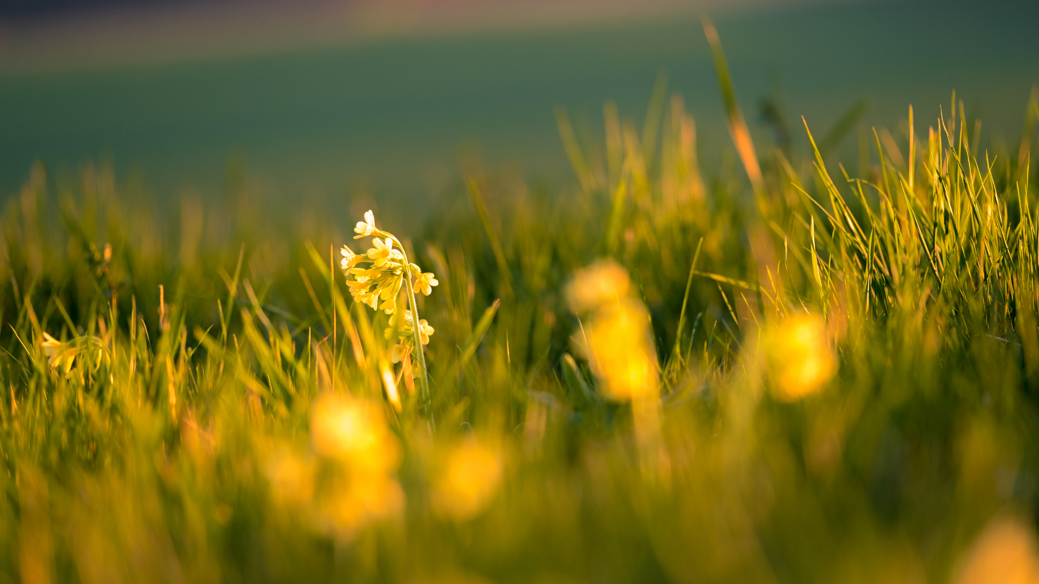 Fujifilm XF 50-140mm F2.8 R LM OIS WR sample photo. It's spring ii photography