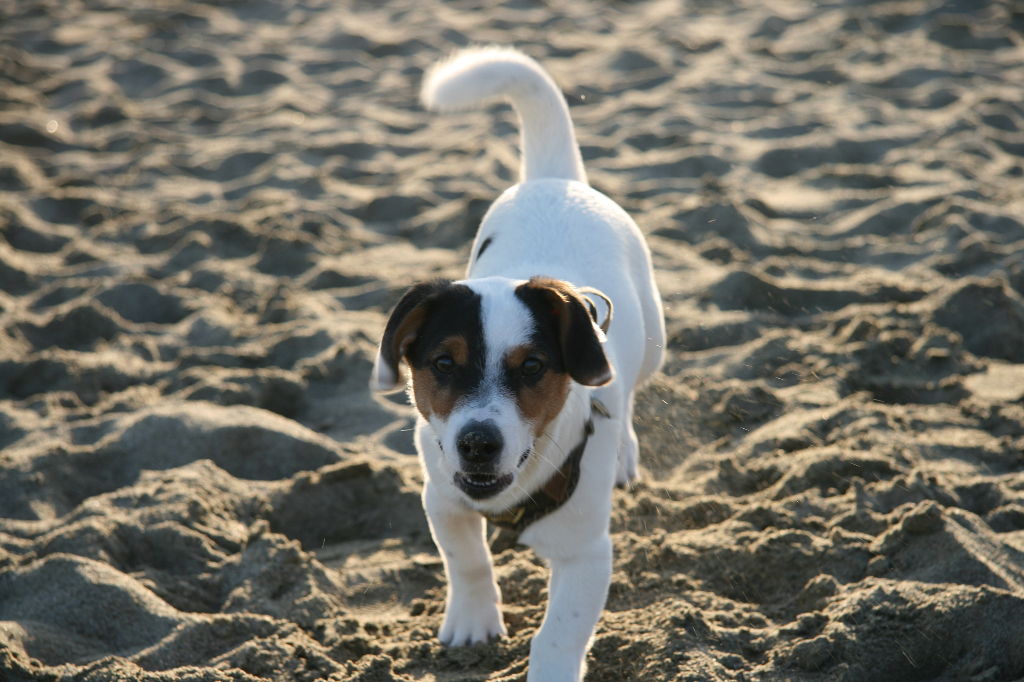 Canon EOS 400D (EOS Digital Rebel XTi / EOS Kiss Digital X) sample photo. My little dog photography