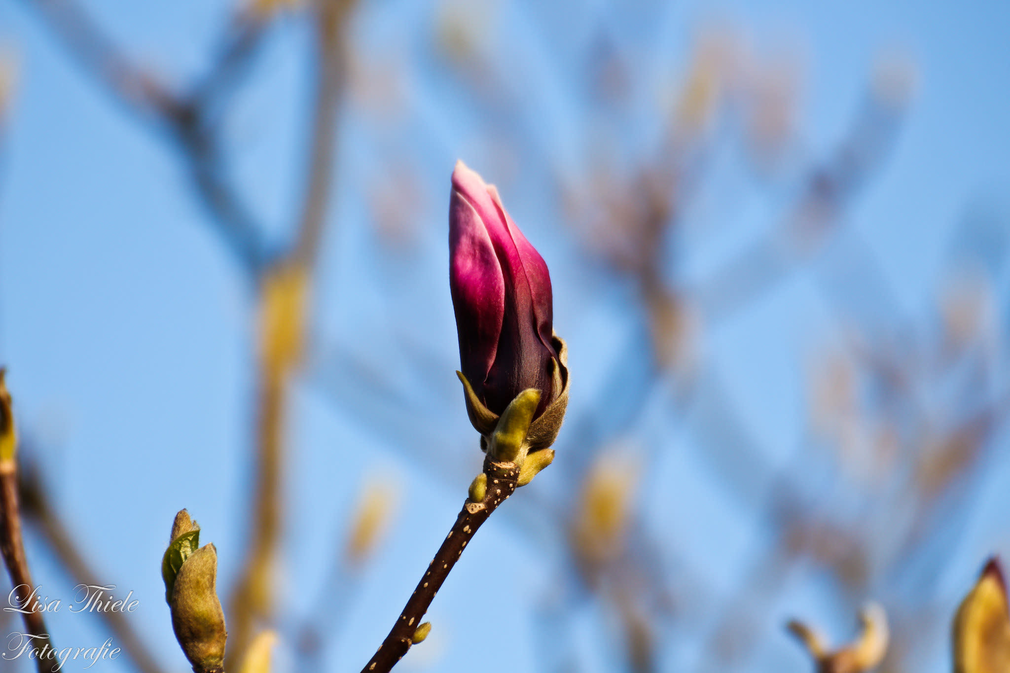 Canon EOS 700D (EOS Rebel T5i / EOS Kiss X7i) + Tamron SP 35mm F1.8 Di VC USD sample photo. Tulip tree photography