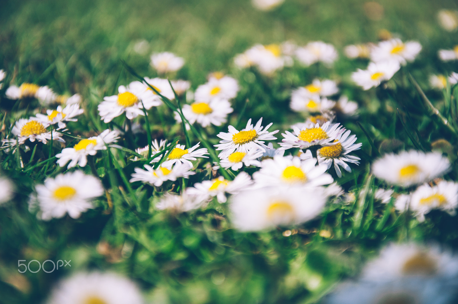 Nikon D5000 sample photo. Daisy daisy photography