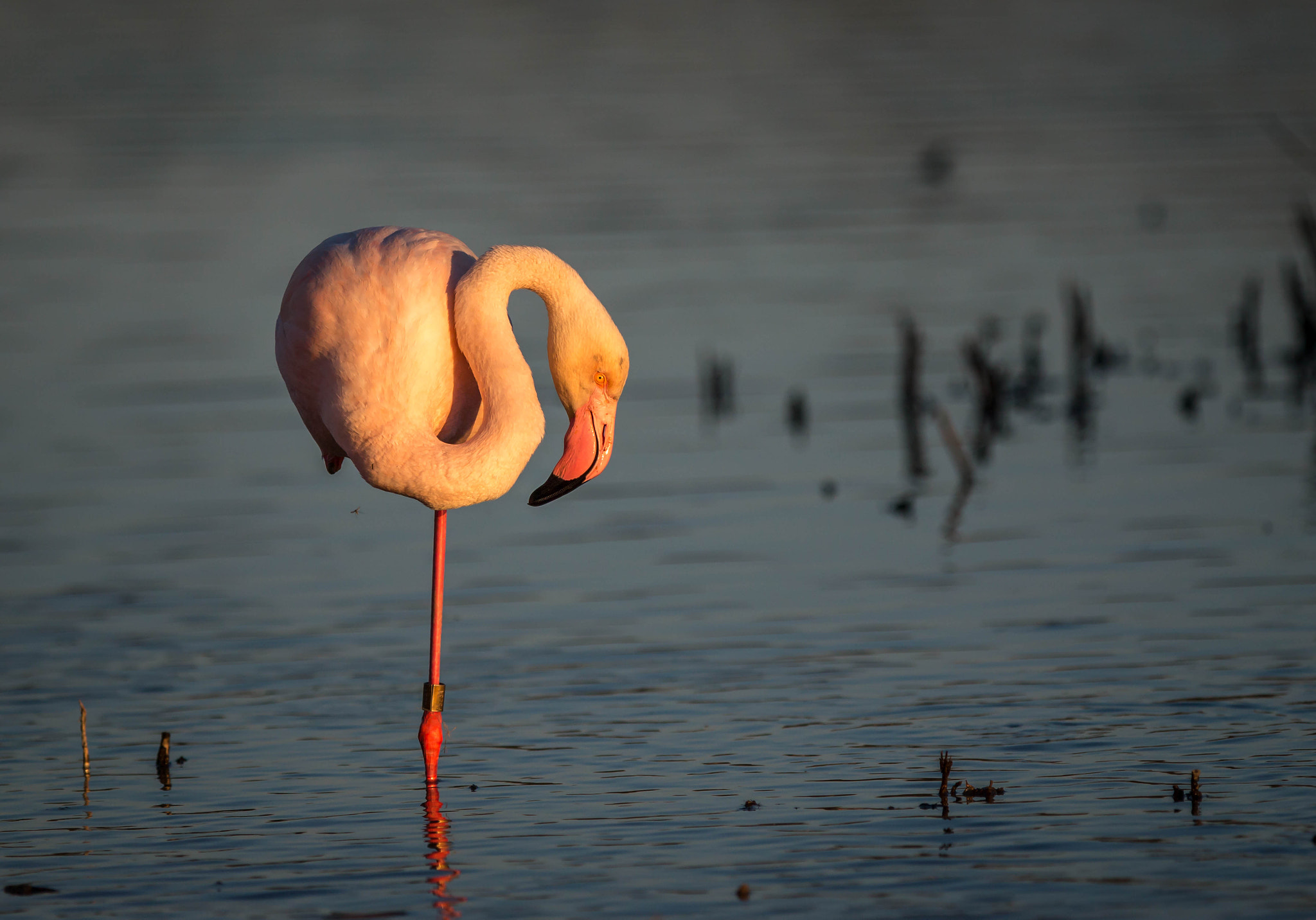 Canon EF 300mm F2.8L IS USM sample photo. Flamant rose photography