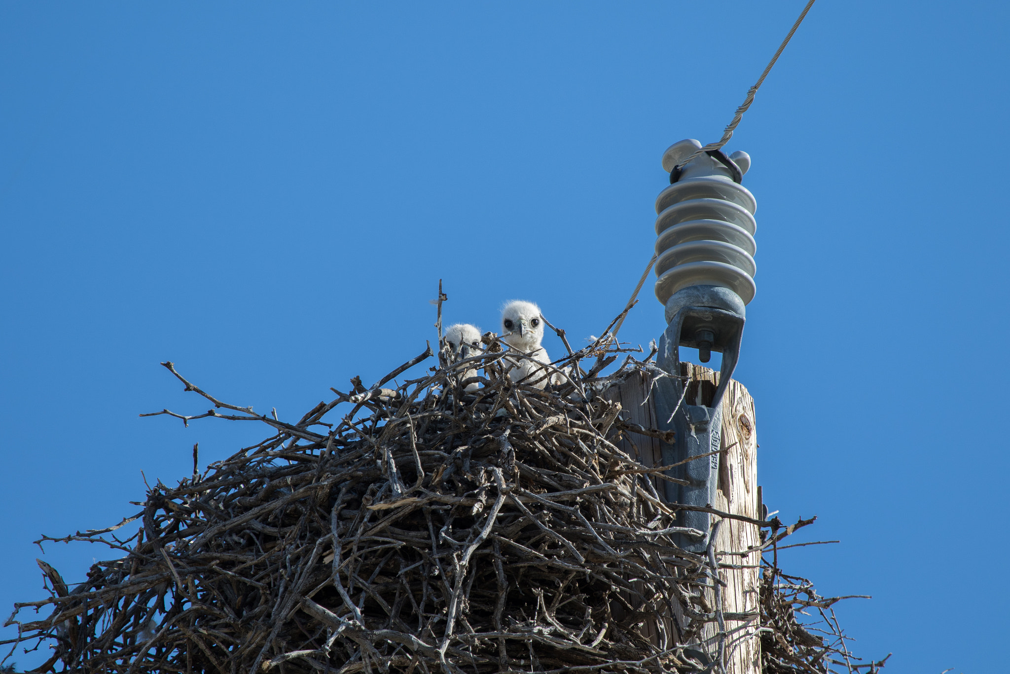 Canon EOS 7D Mark II + Canon EF 100-400mm F4.5-5.6L IS USM sample photo. Baby hawks photography