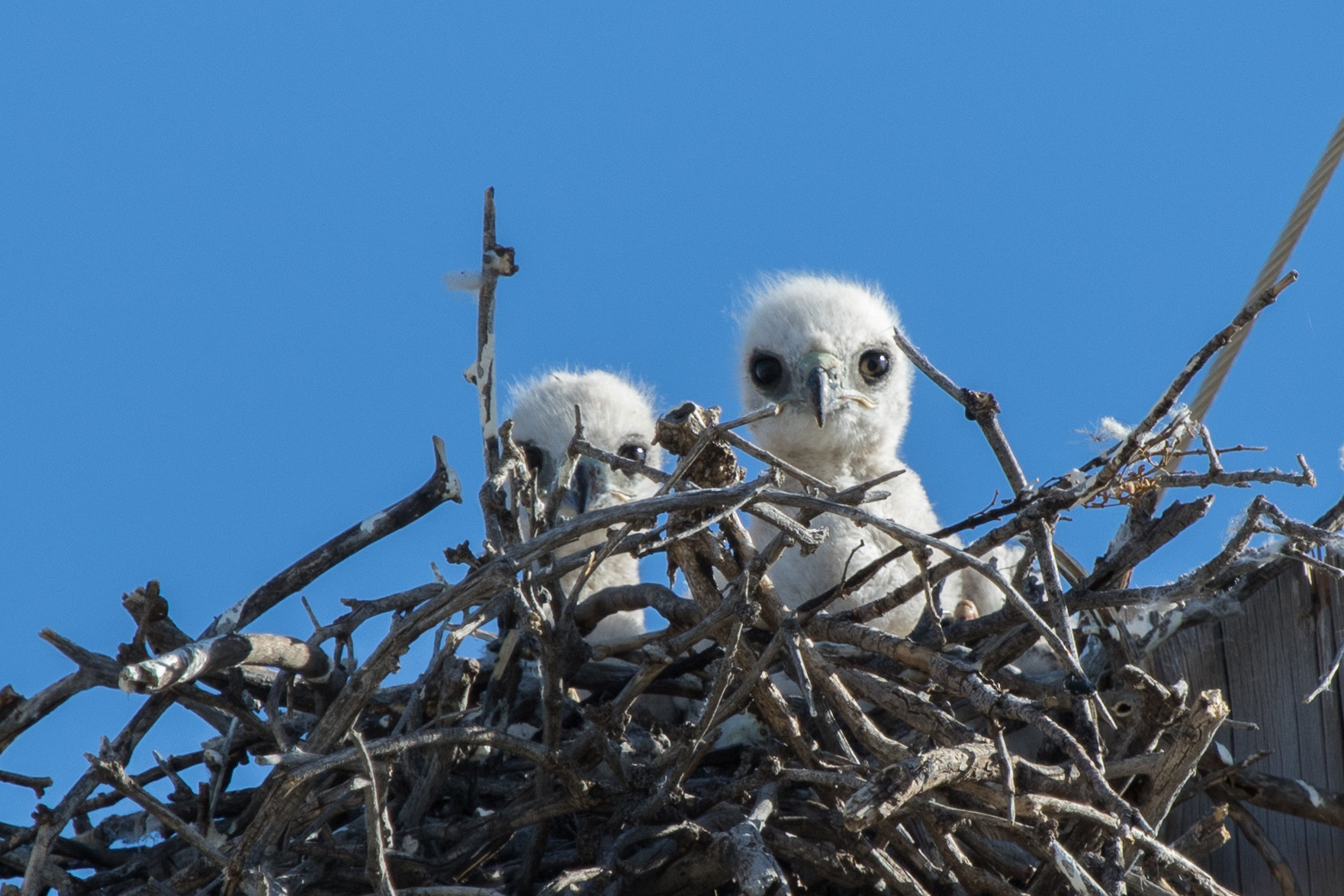 Canon EOS 7D Mark II + Canon EF 100-400mm F4.5-5.6L IS USM sample photo. Baby hawks photography