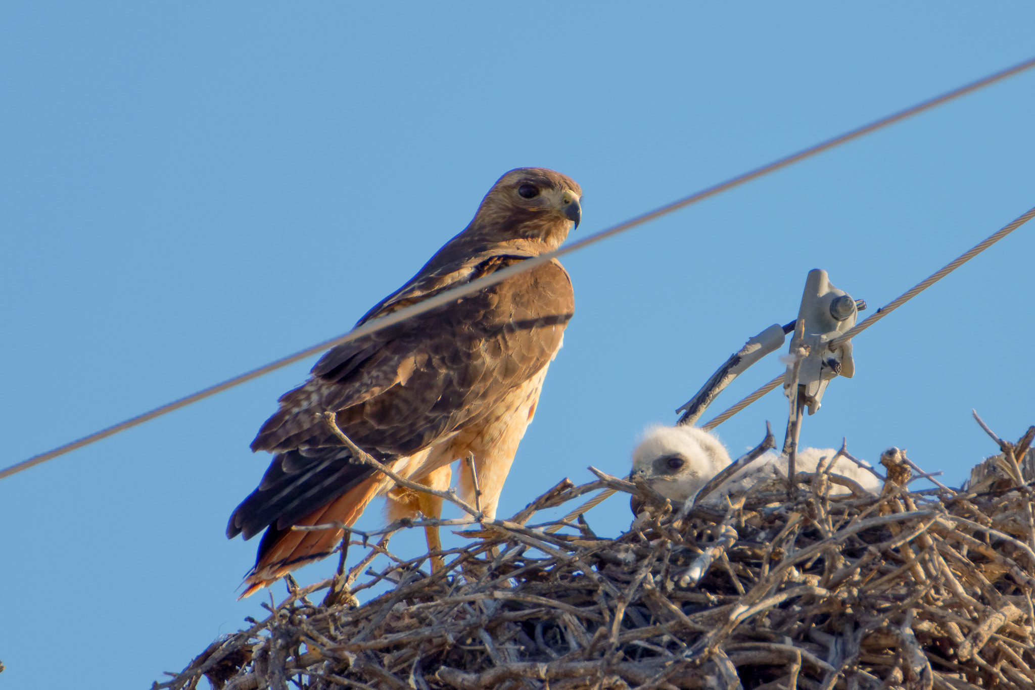 Tamron SP 150-600mm F5-6.3 Di VC USD sample photo. Protective mama. photography