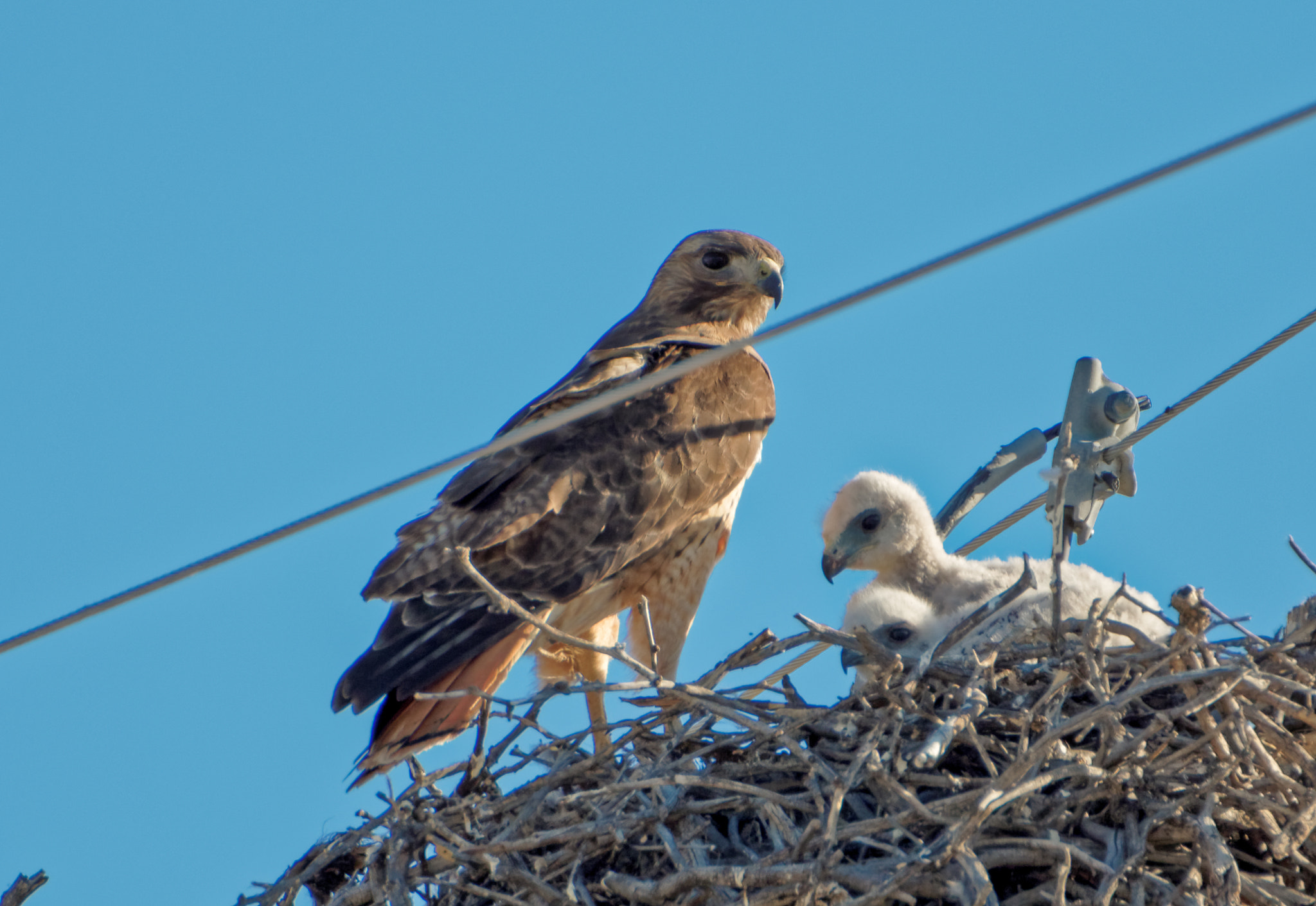 Tamron SP 150-600mm F5-6.3 Di VC USD sample photo. Protective mama. photography