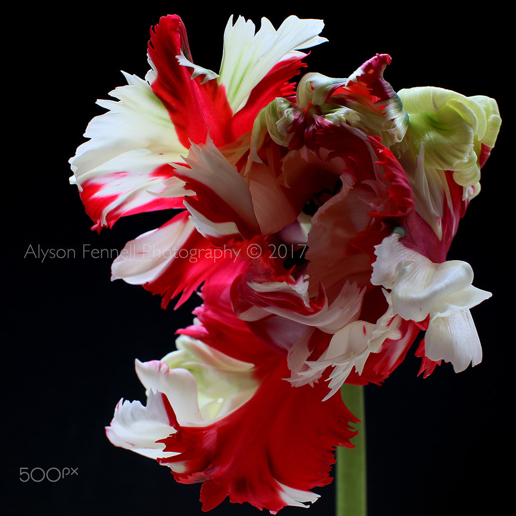 Canon EF 50mm F1.2L USM sample photo. Parrot tulip photography