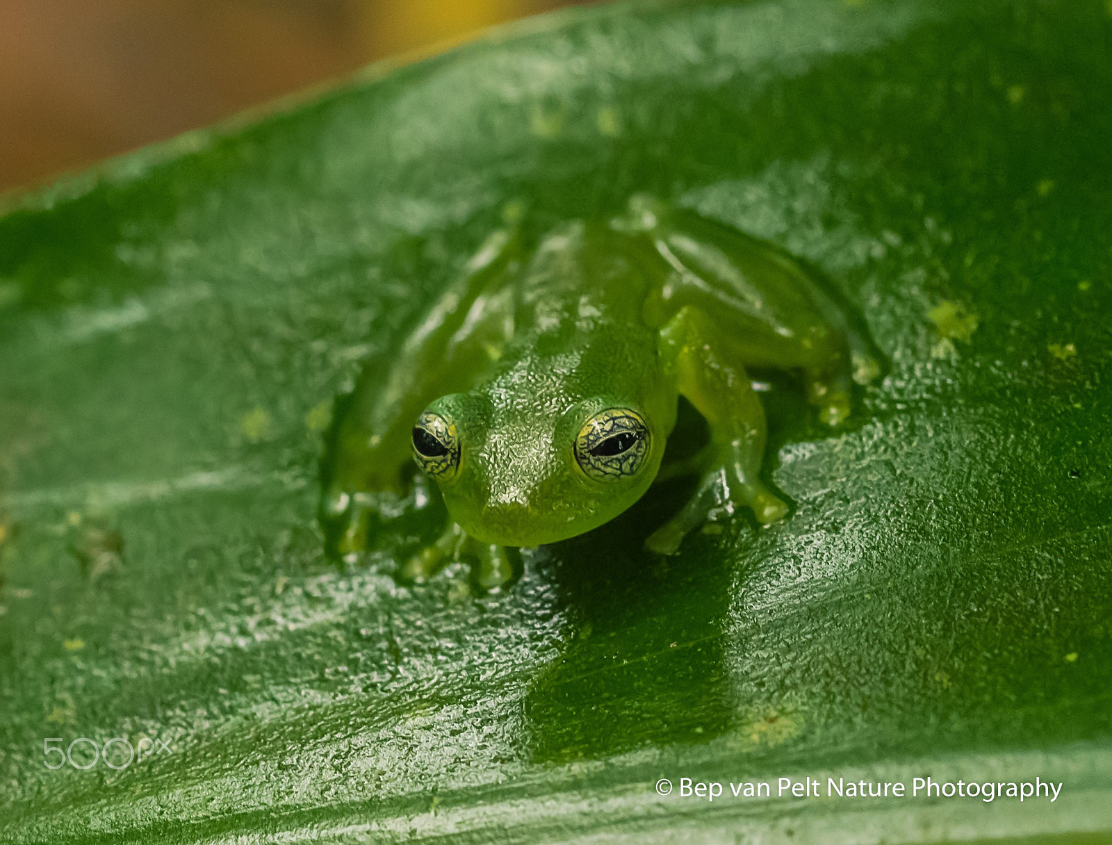 Nikon D500 sample photo. Ghost glass frog (sachatamia ilex) photography