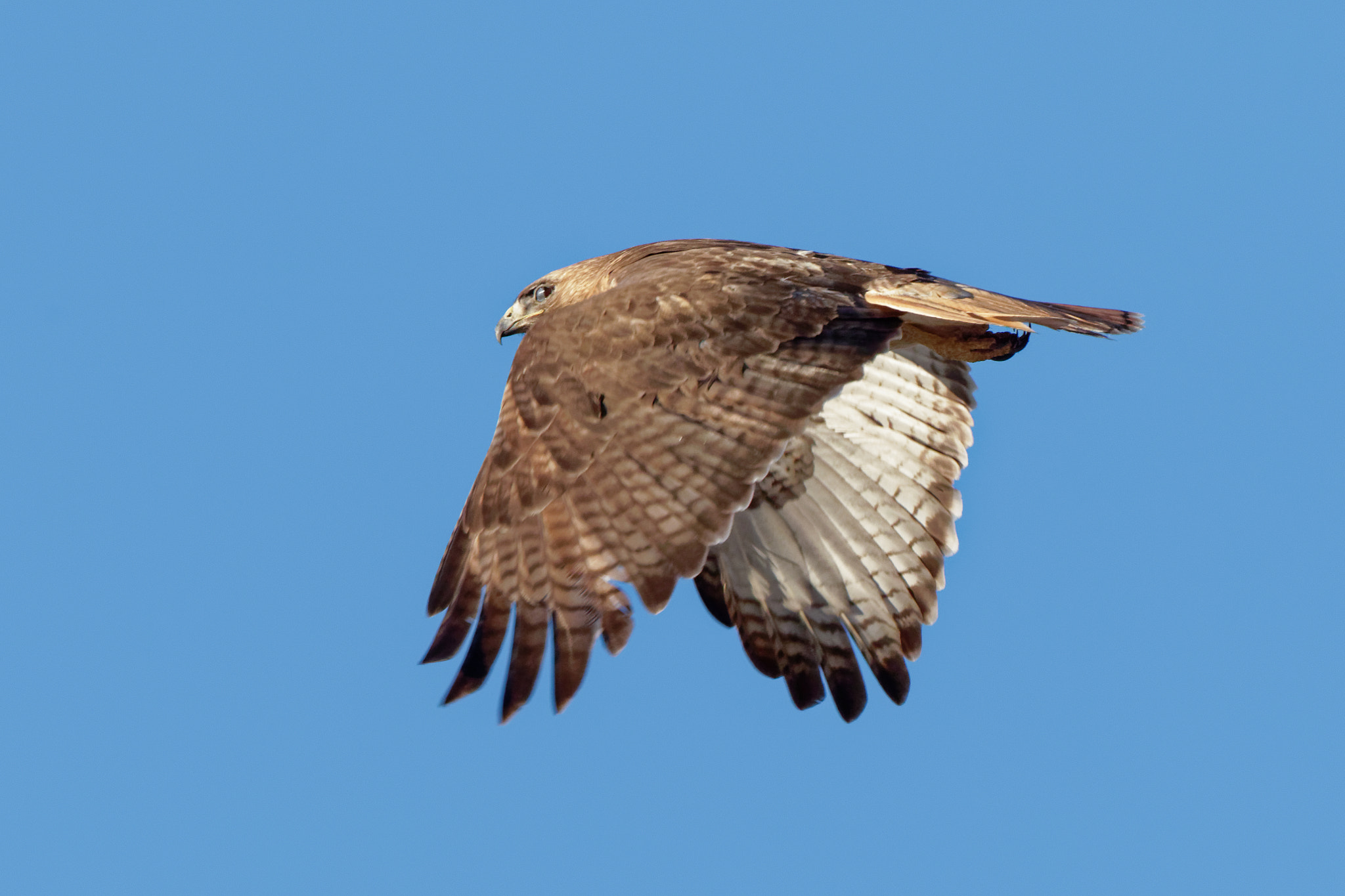 Canon EOS 7D Mark II + Canon EF 100-400mm F4.5-5.6L IS USM sample photo. Taking flight. photography