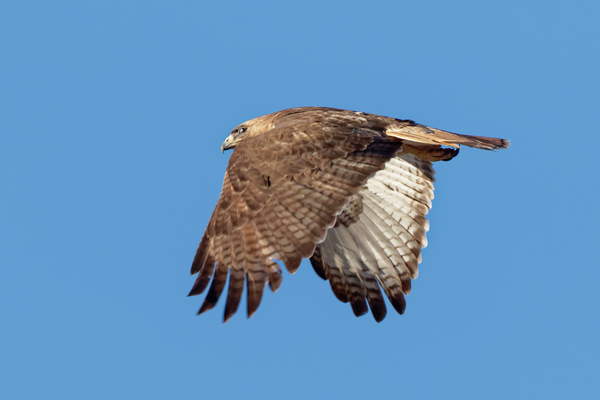 Canon EF 100-400mm F4.5-5.6L IS USM sample photo. Taking flight. photography