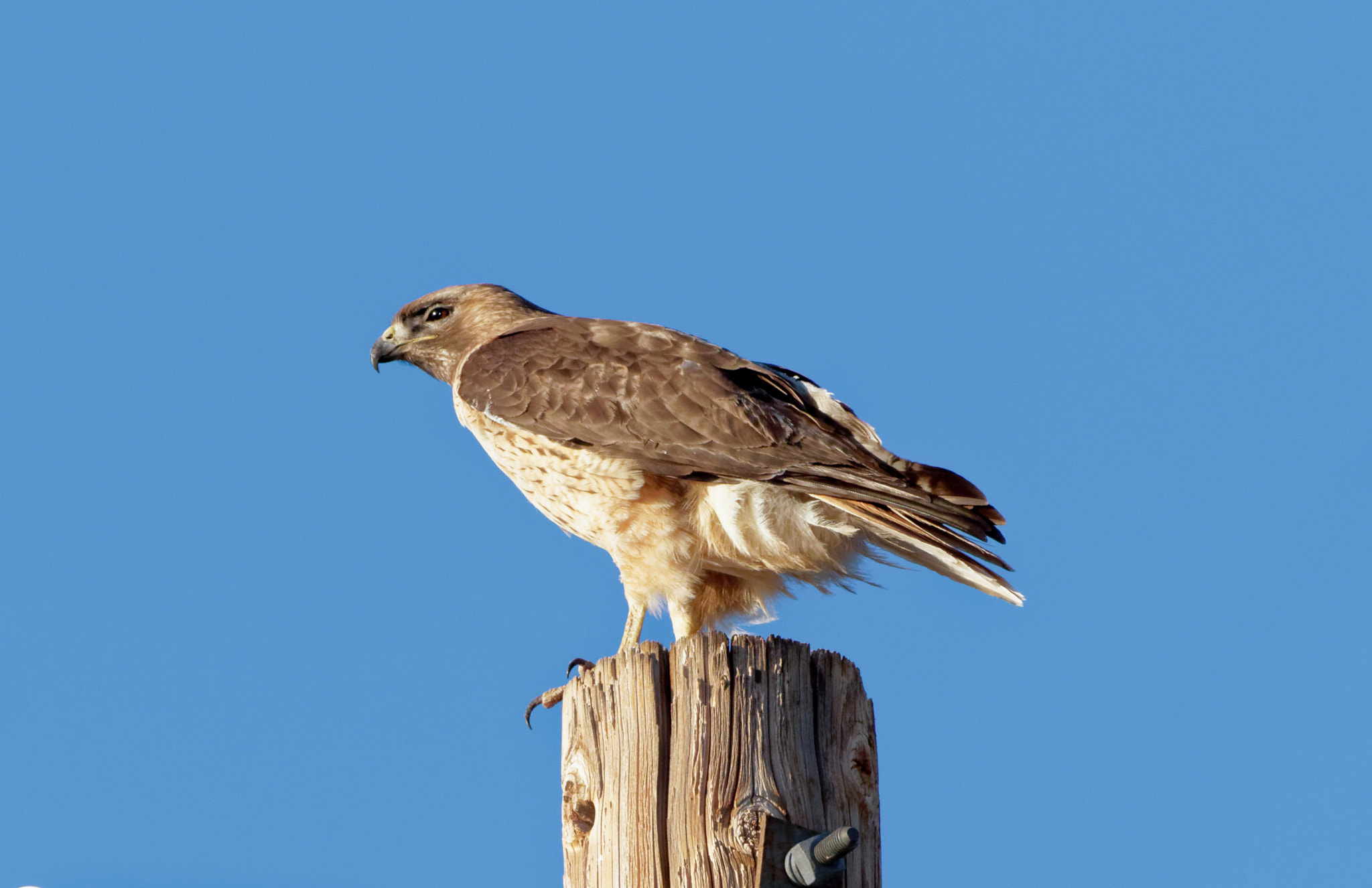 Canon EOS 7D Mark II + Canon EF 100-400mm F4.5-5.6L IS USM sample photo. Posing. photography