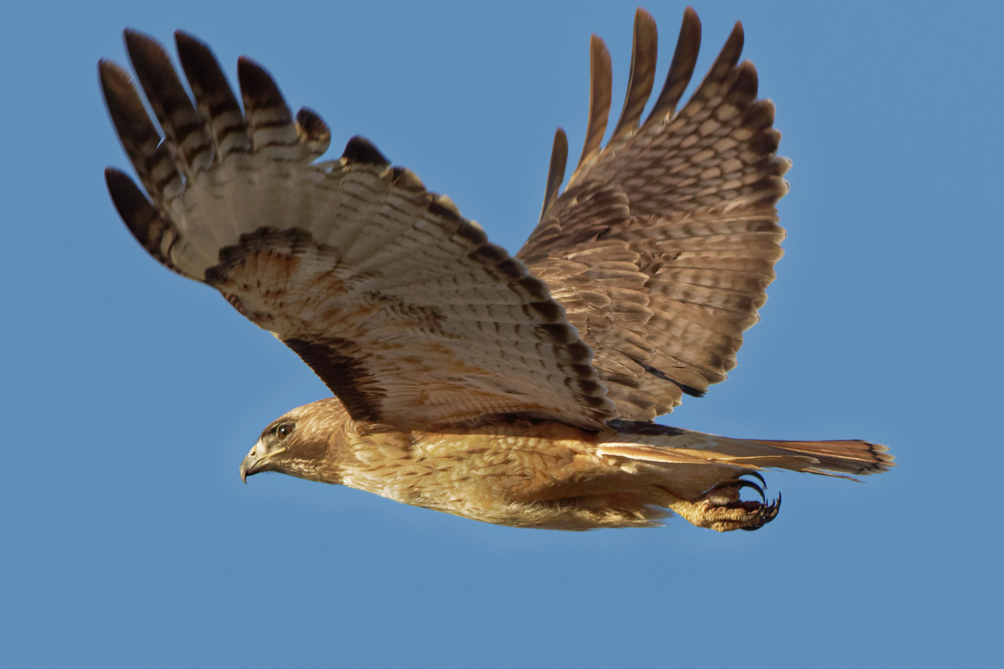 Canon EF 100-400mm F4.5-5.6L IS USM sample photo. Taking flight. photography